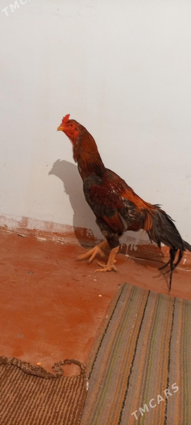 bayes horaz - Мары - img 1