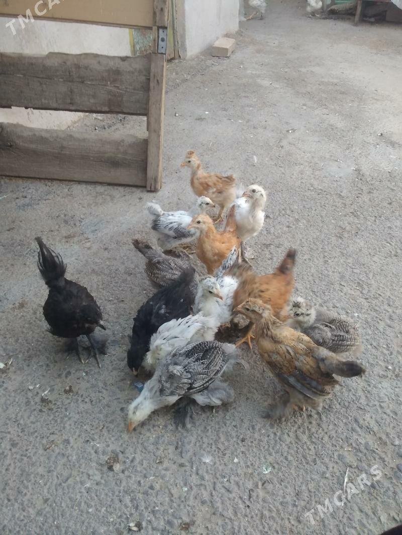 Balgar jujeler - Хитровка - img 1