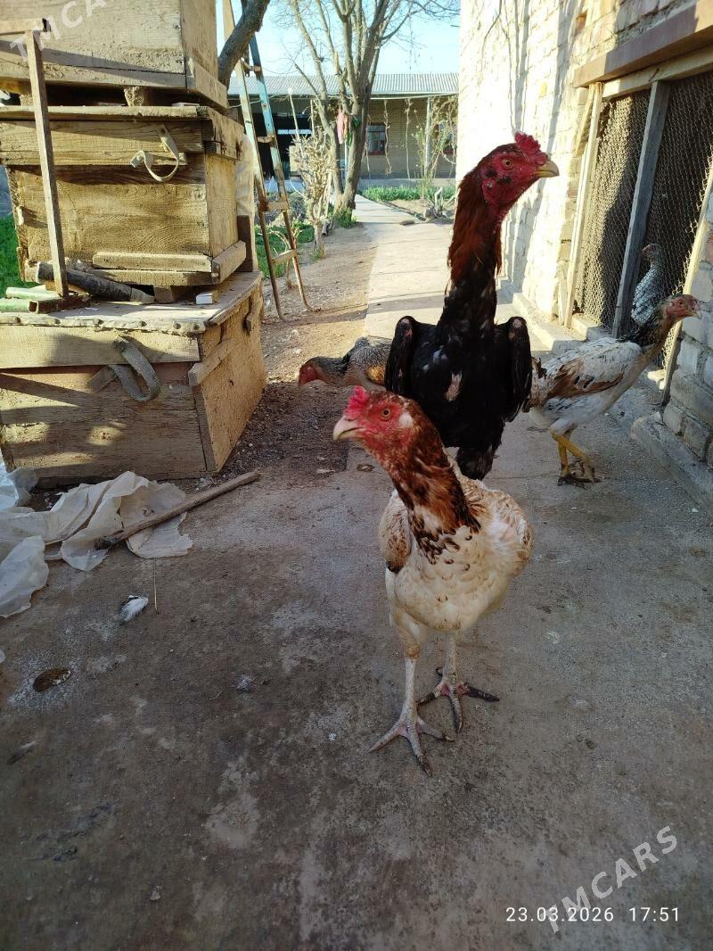 towuklar - Dänew - img 1