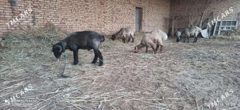 kockar - Daşoguz - img 1