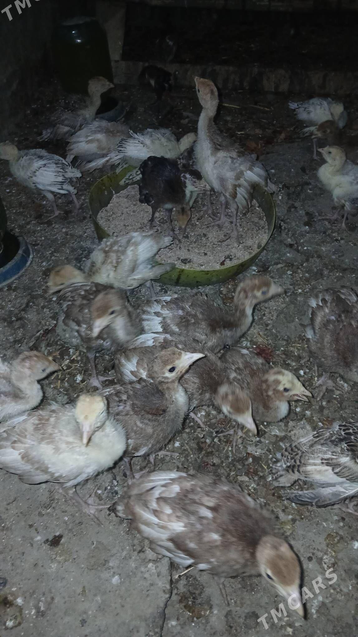 owgan induk juyje - Бахарден - img 1