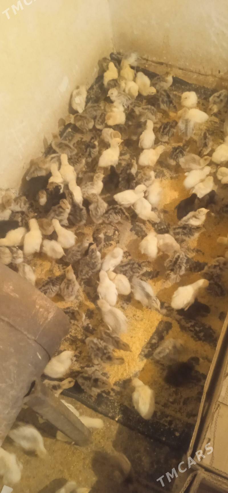 İnduk juje - Керки - img 1