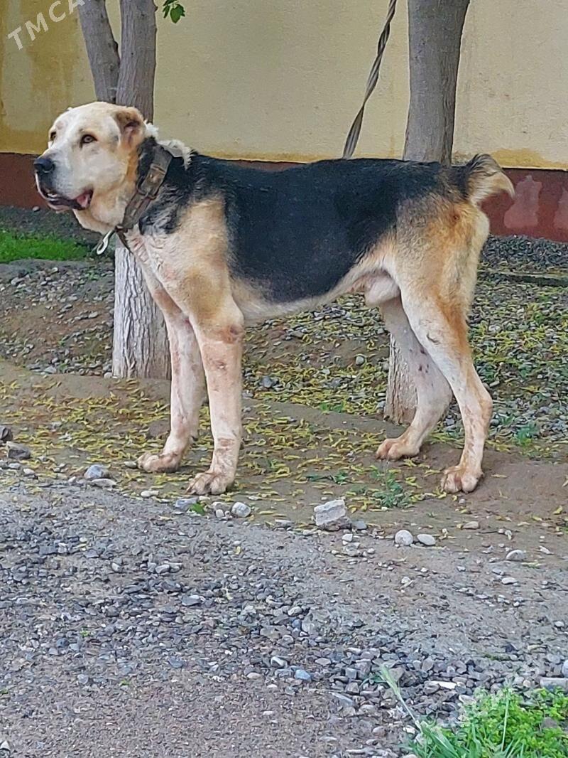 turkmen alwaylar - Aşgabat - img 1