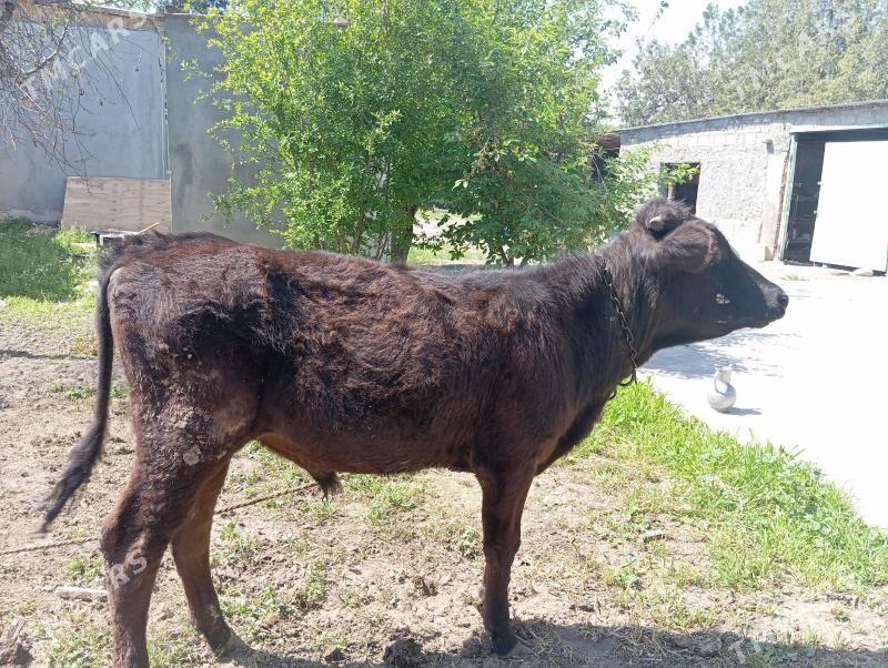 okuz - Aşgabat - img 1