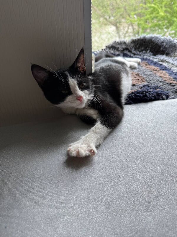 Котенок отдам в хорошие руки - Ашхабад - img 1