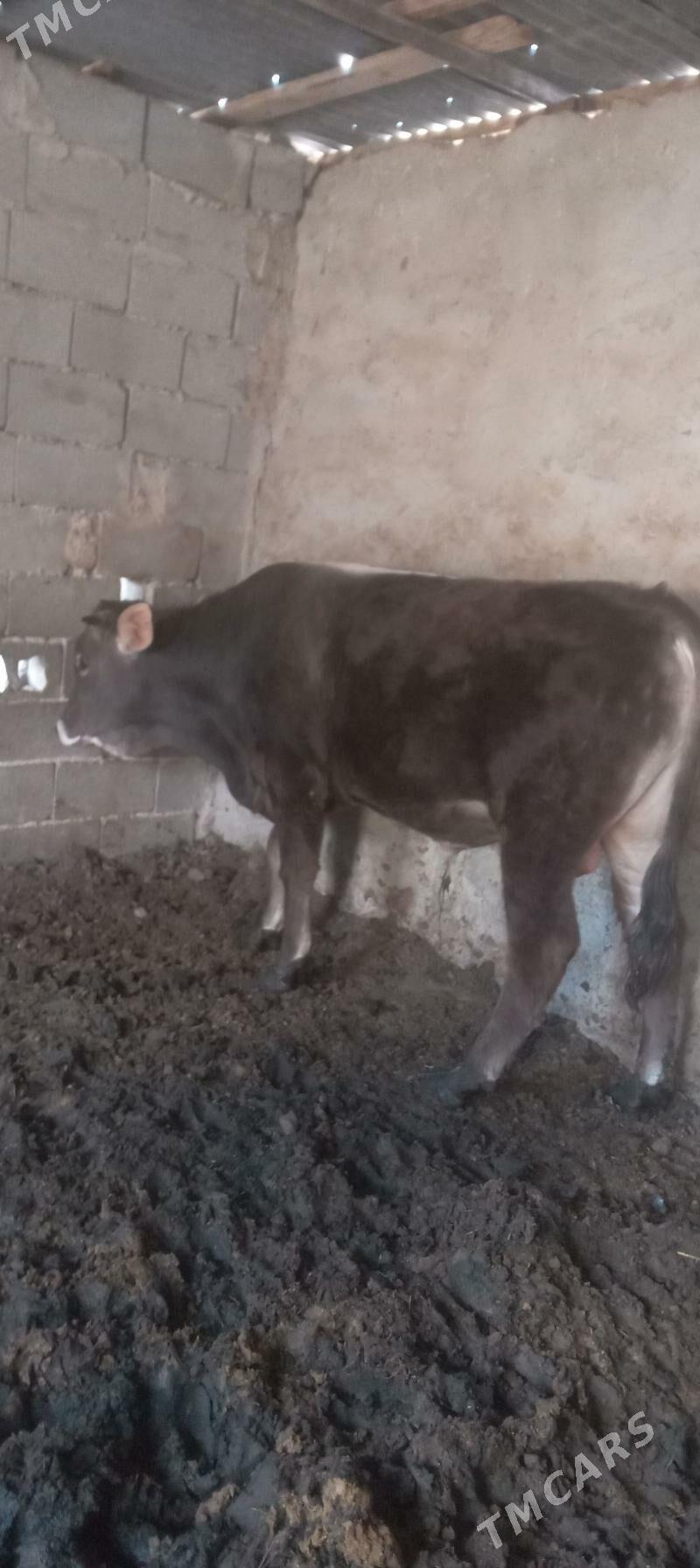 okuz - Гызыларбат - img 1