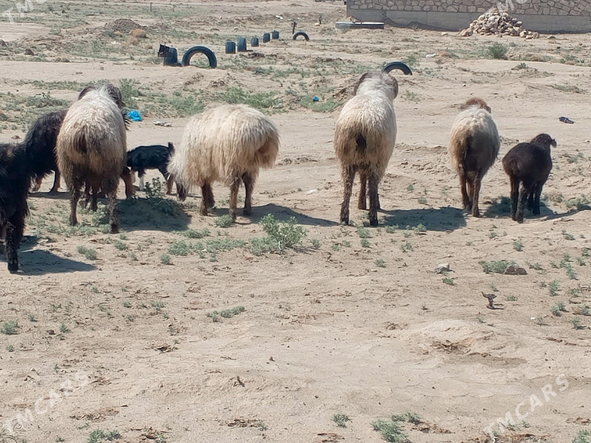 goyun we geçiler - Джебел - img 1