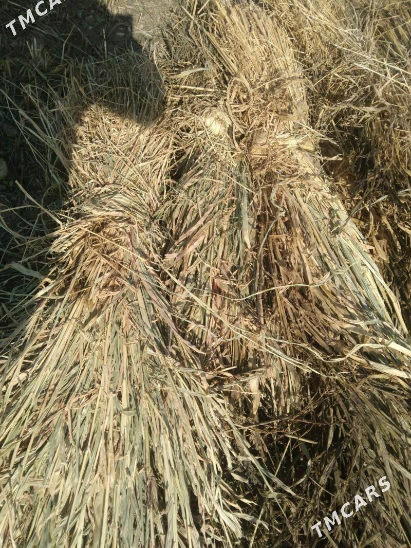 Мал оти - Дашогуз - img 1