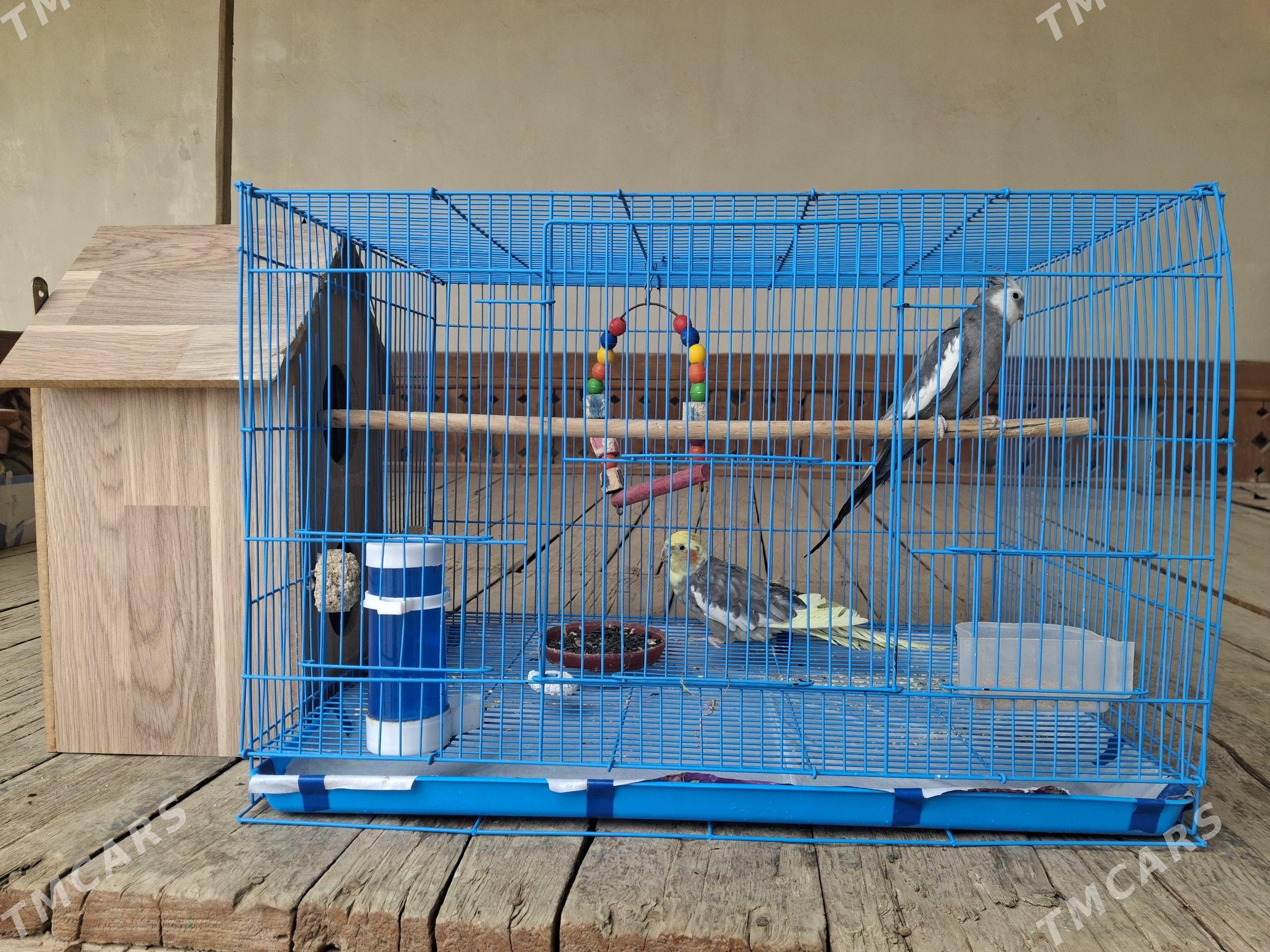 ÖŸ GUŞLARY - Tejen - img 1