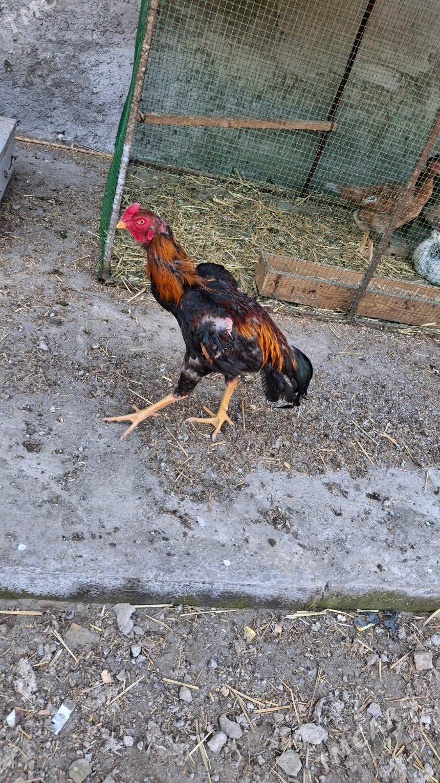 Baysow - Чарджоу - img 1