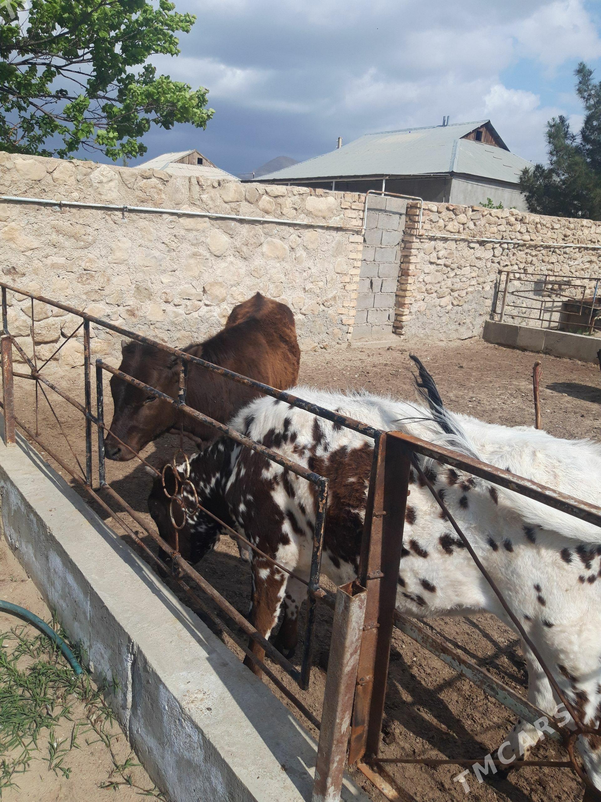 Gaçar iki Sany - Джебел - img 1