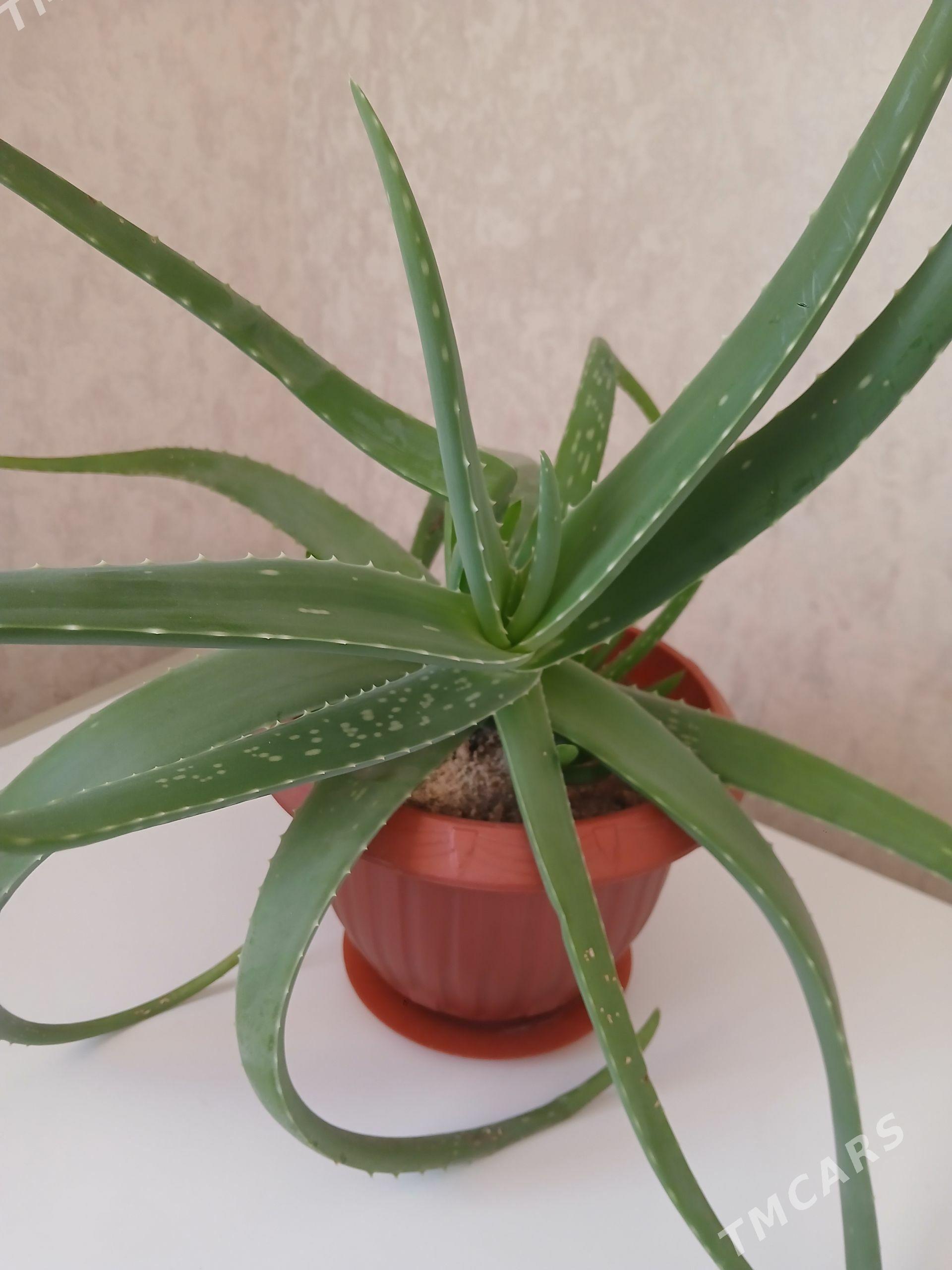 Aloe - Türkmenbaşy - img 1