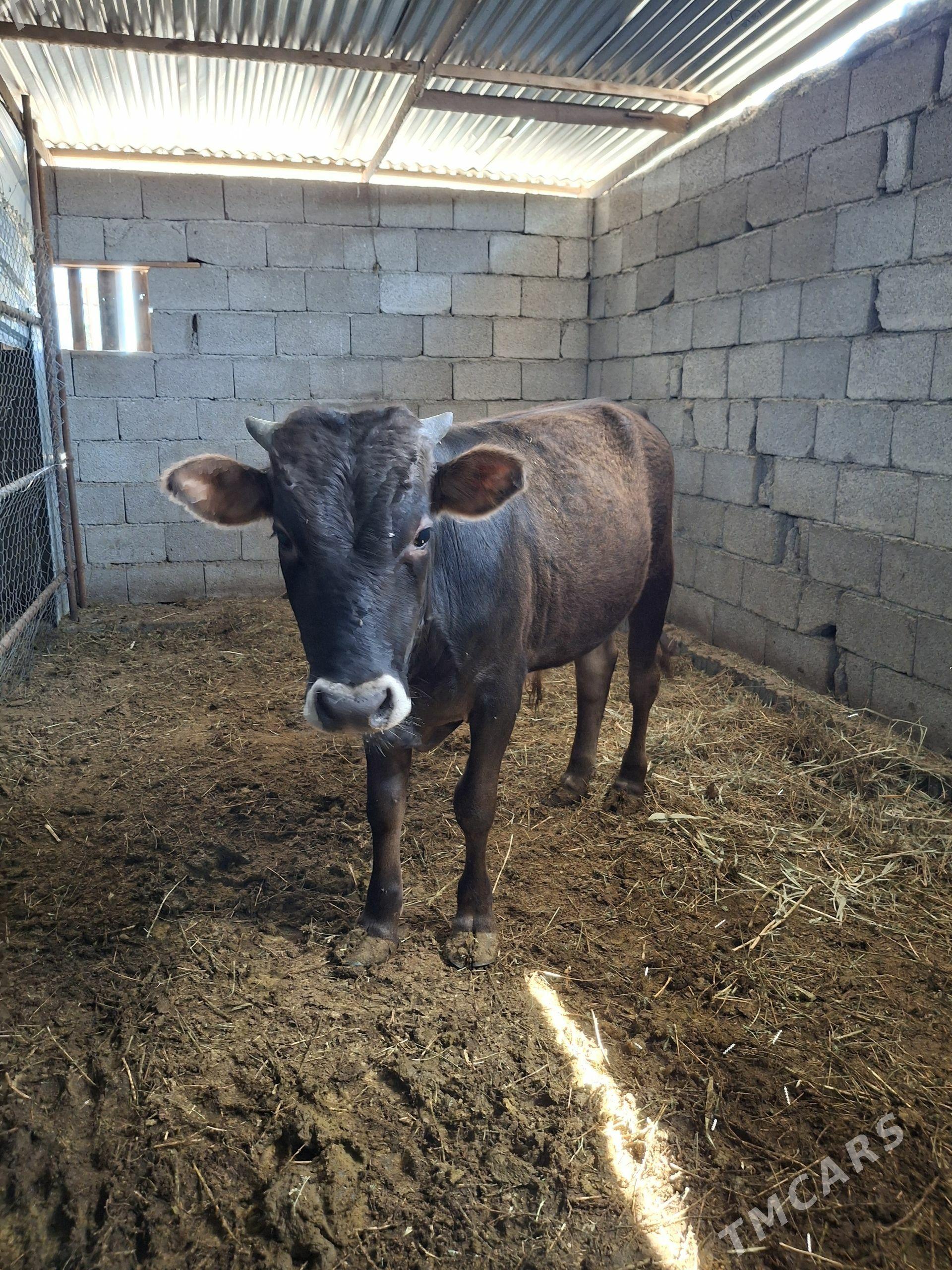 Ökiz - Анев - img 1