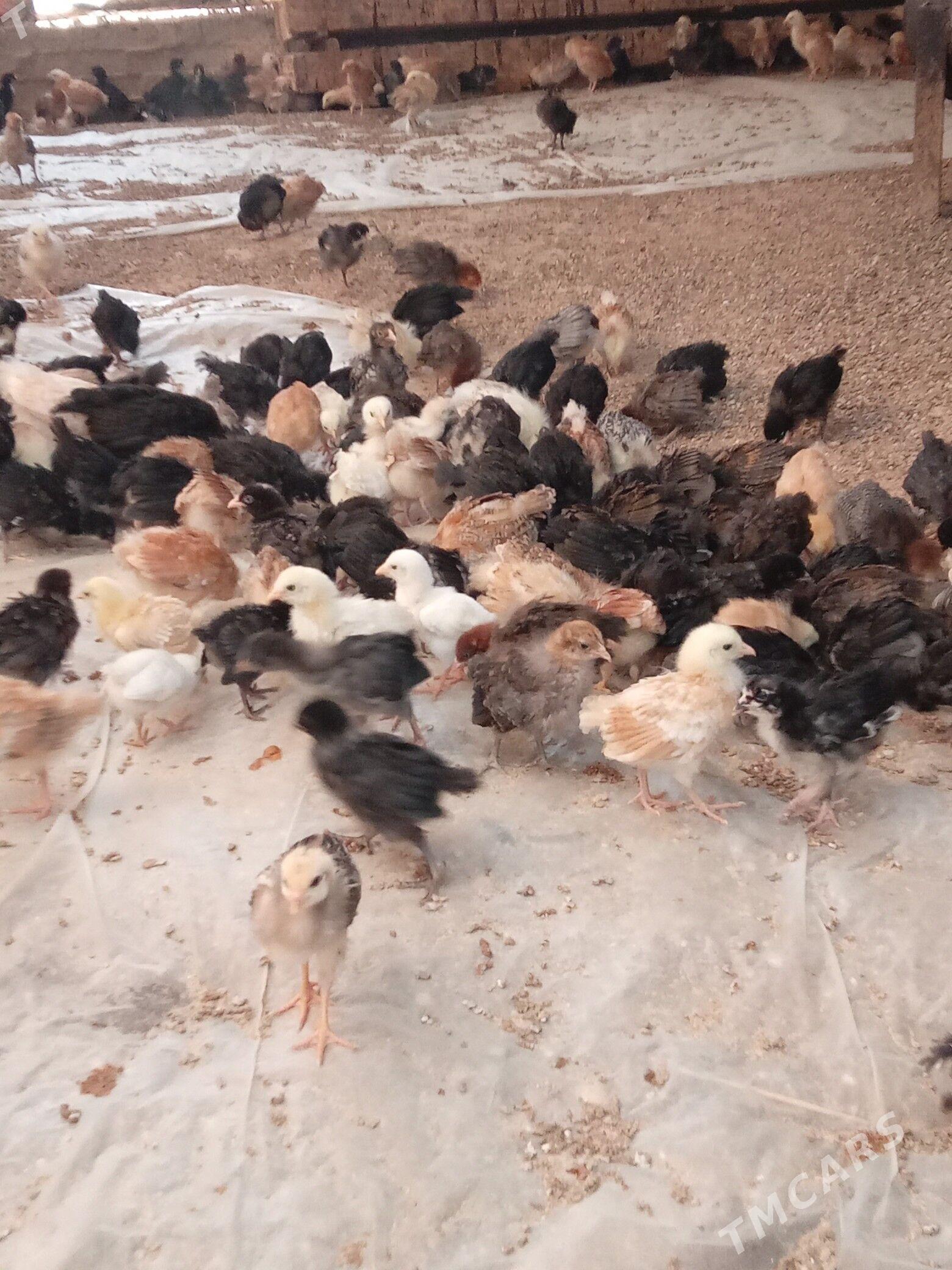 Towuk.jüje. - Байрамали - img 1