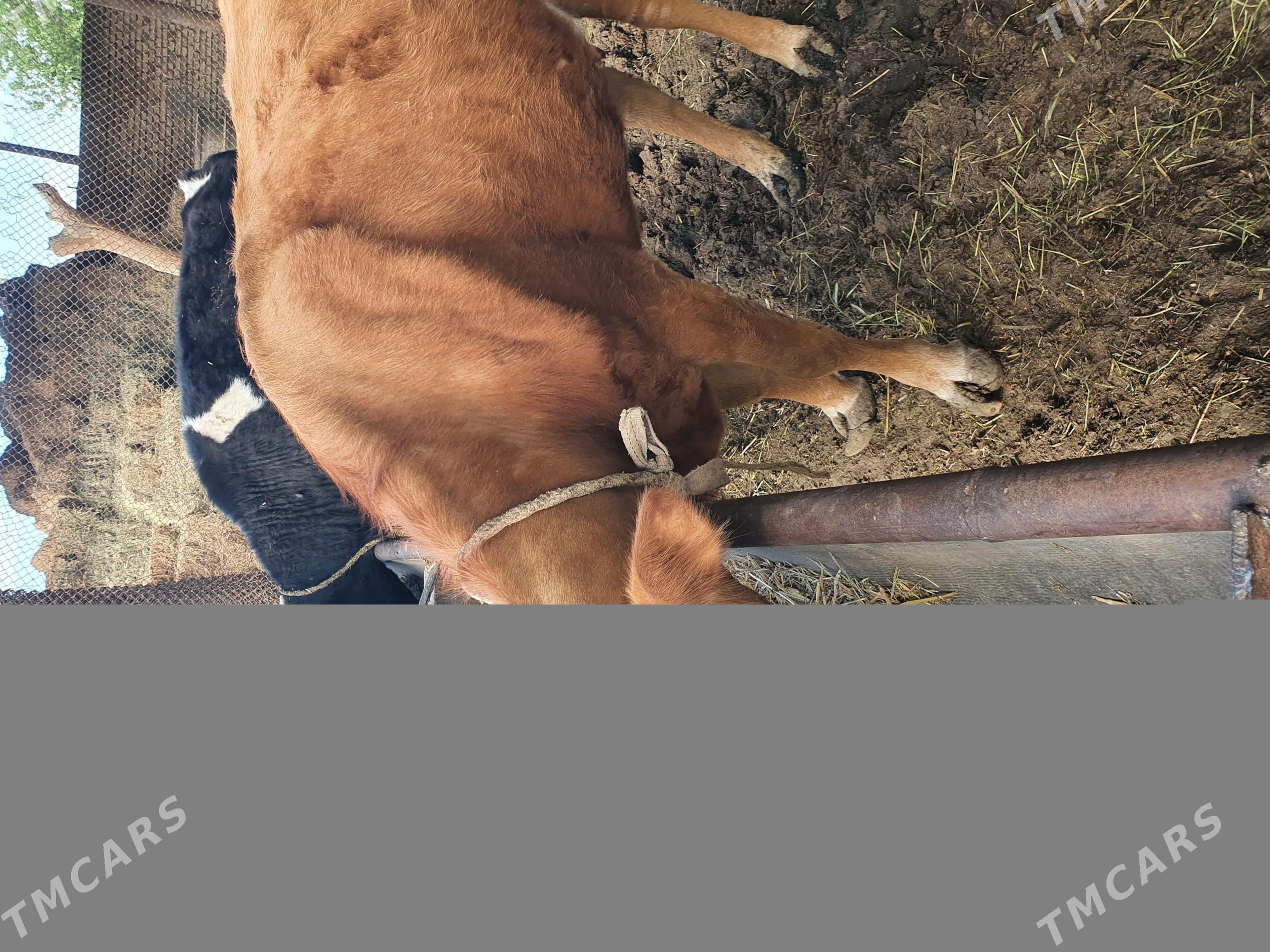 sygyr gõleli - Gökdepe - img 1