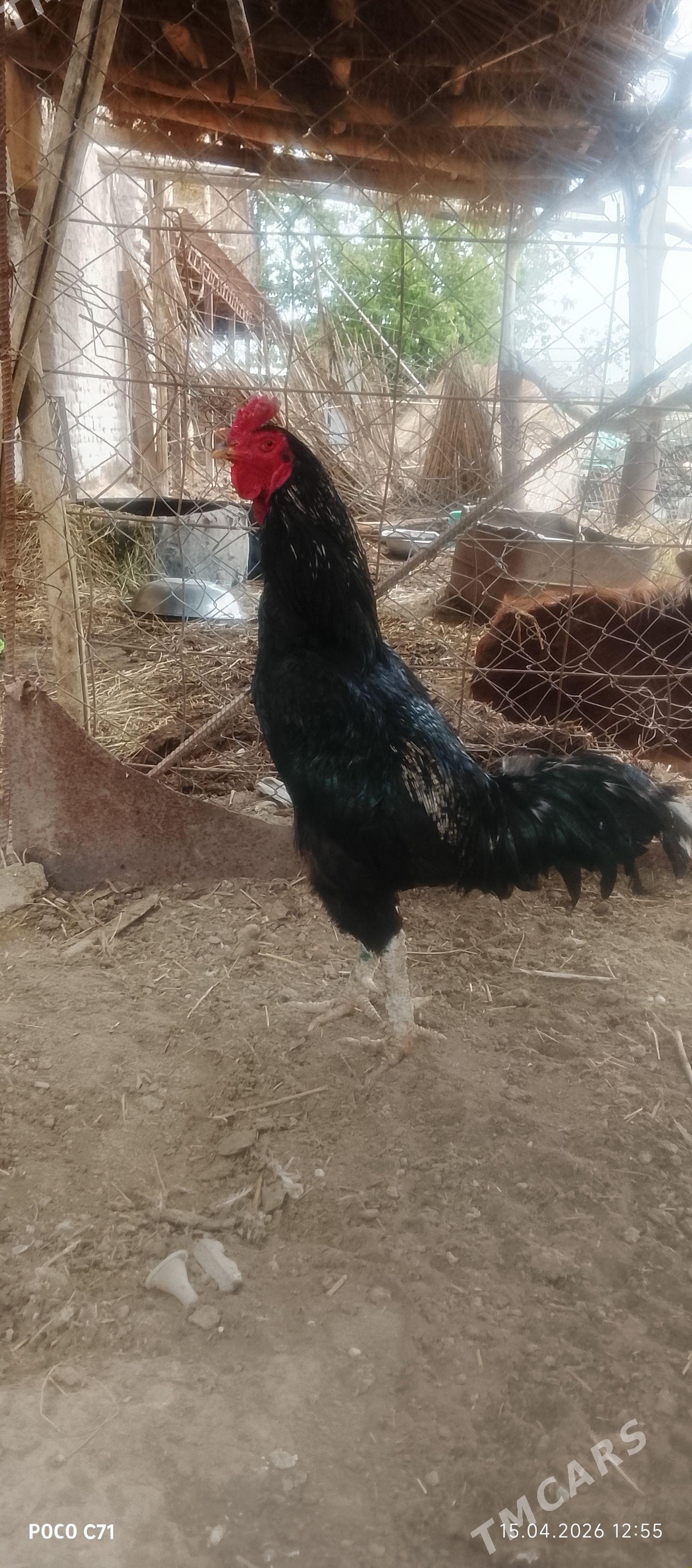 horaz - Чарджоу - img 1