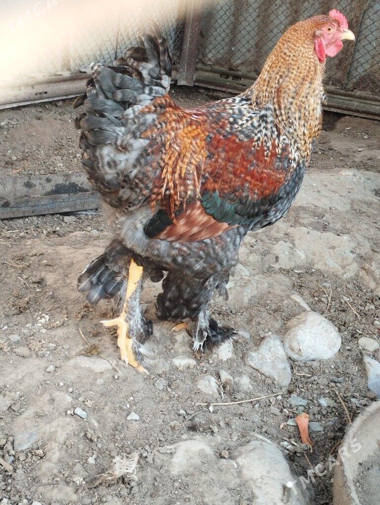 brama horoz - Гёкдепе - img 1