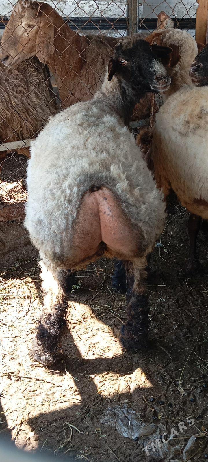 issek goyun - Ашхабад - img 1