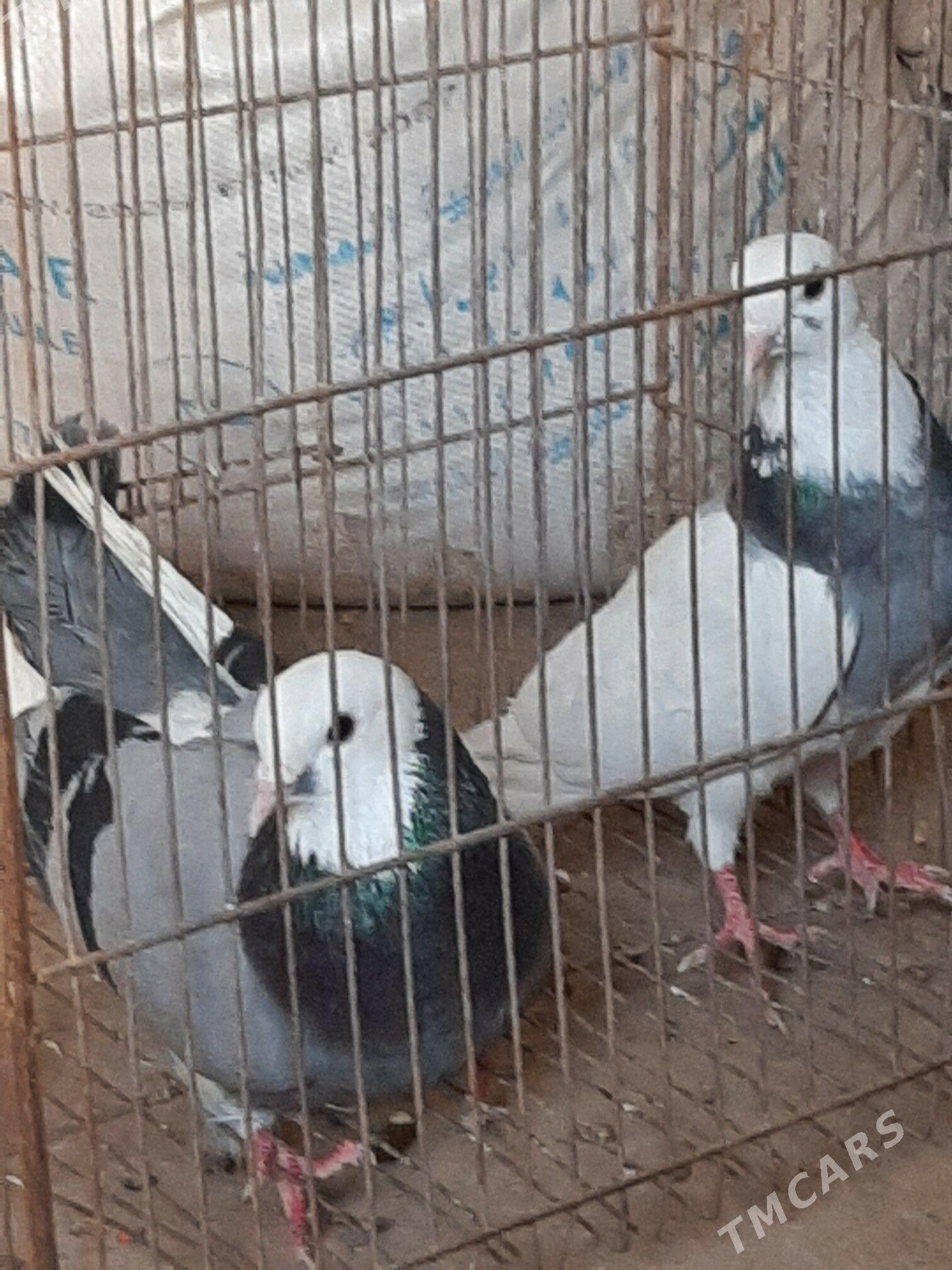 kepderi - Теджен - img 1