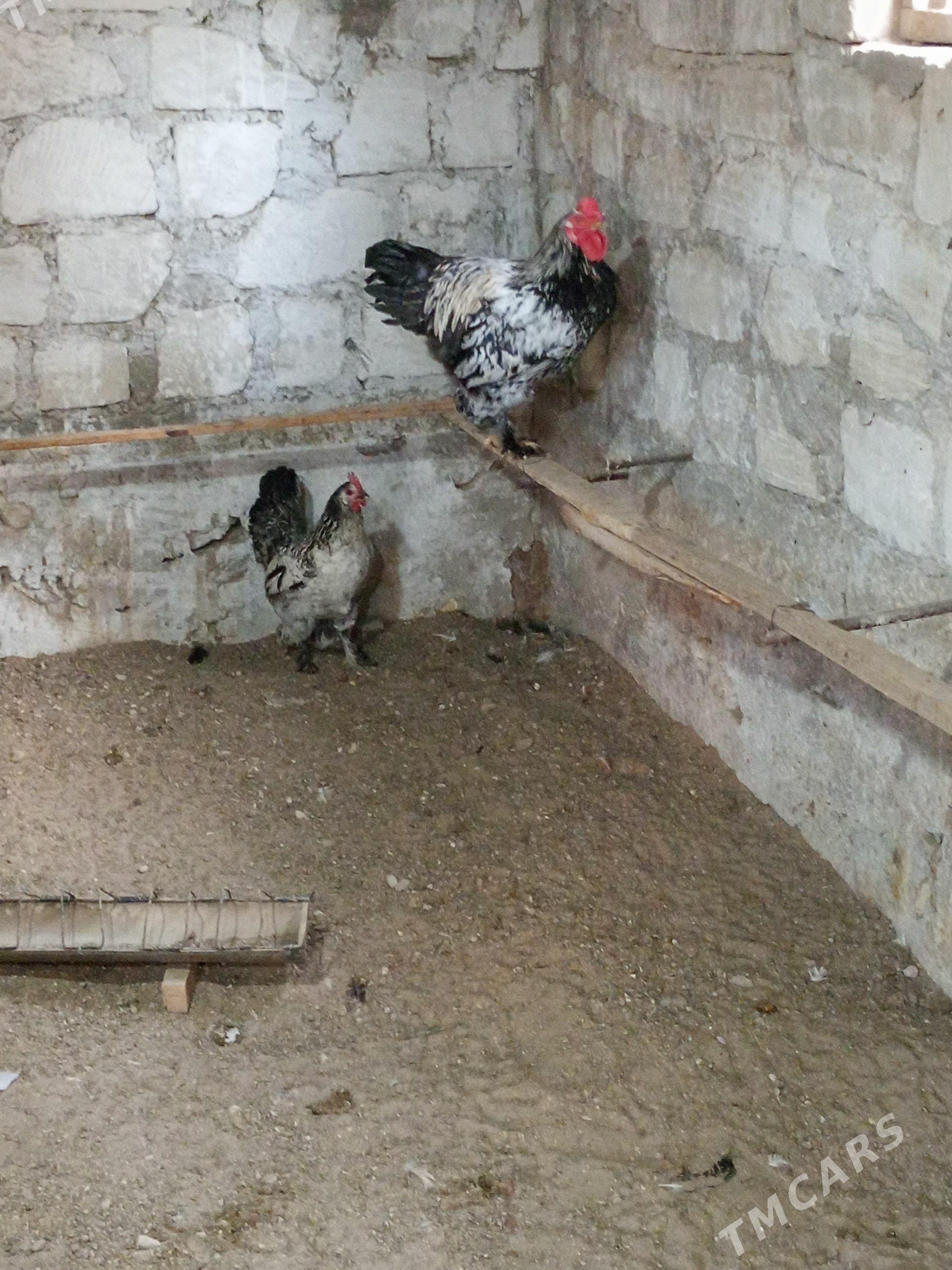 brama - Гумдаг - img 1