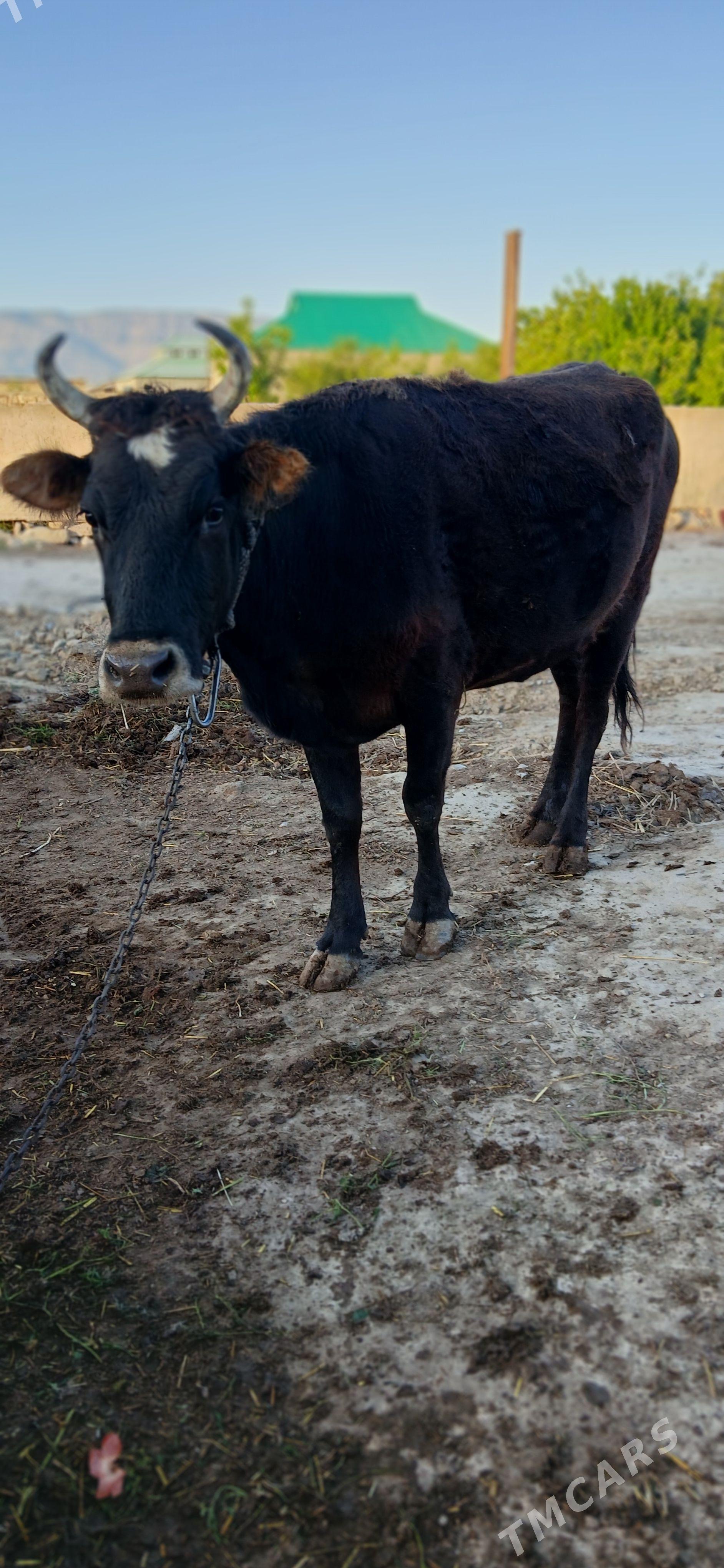 goleli sygyr - Gyzylarbat - img 1