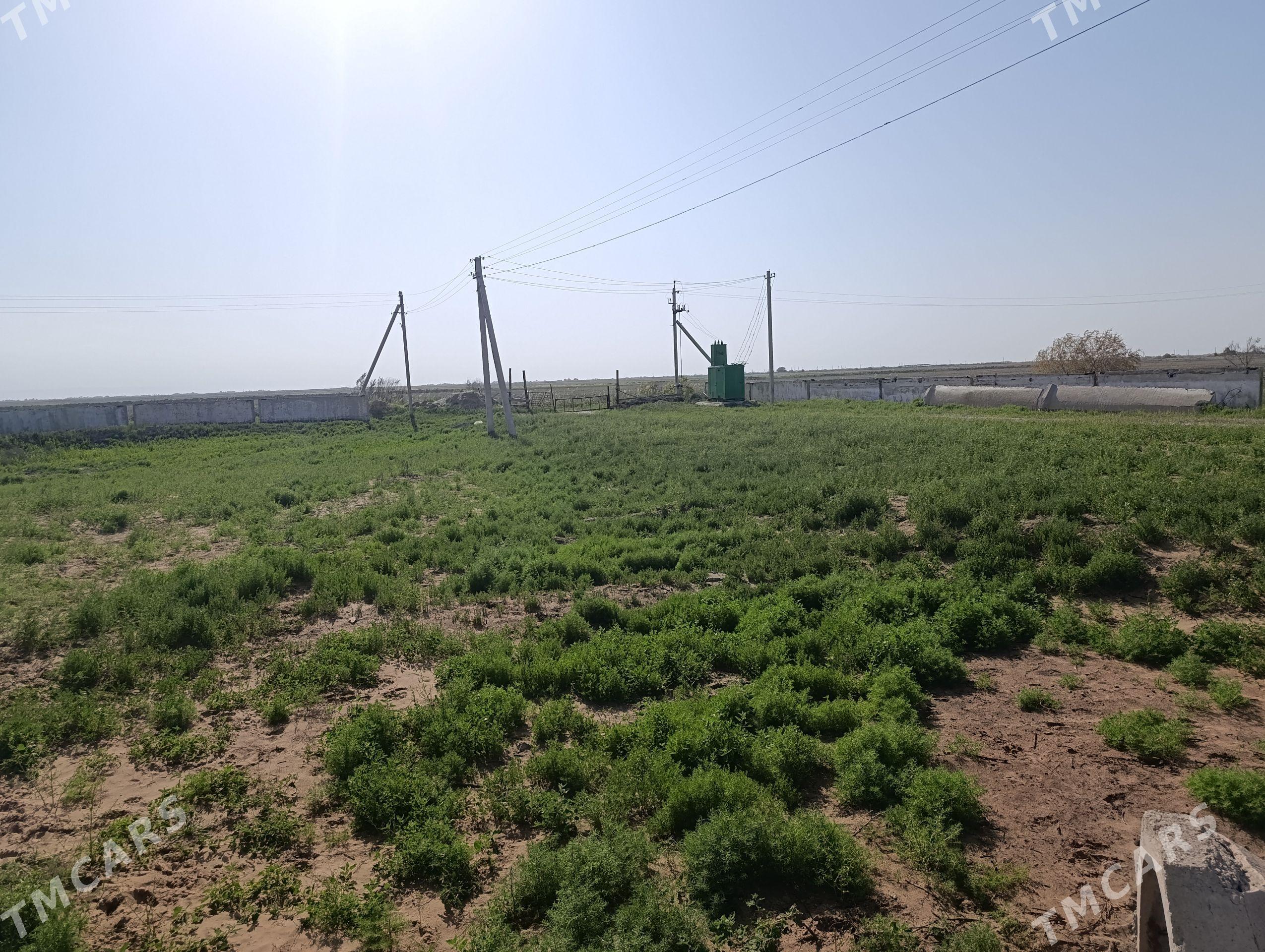 satlyk ferma - Ак-Бугдайский этрап - img 1