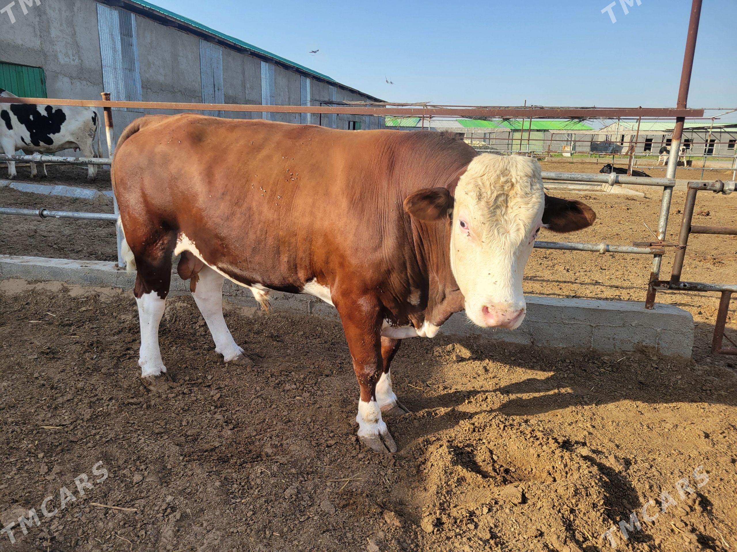 Öküz smental - Gökdepe - img 1