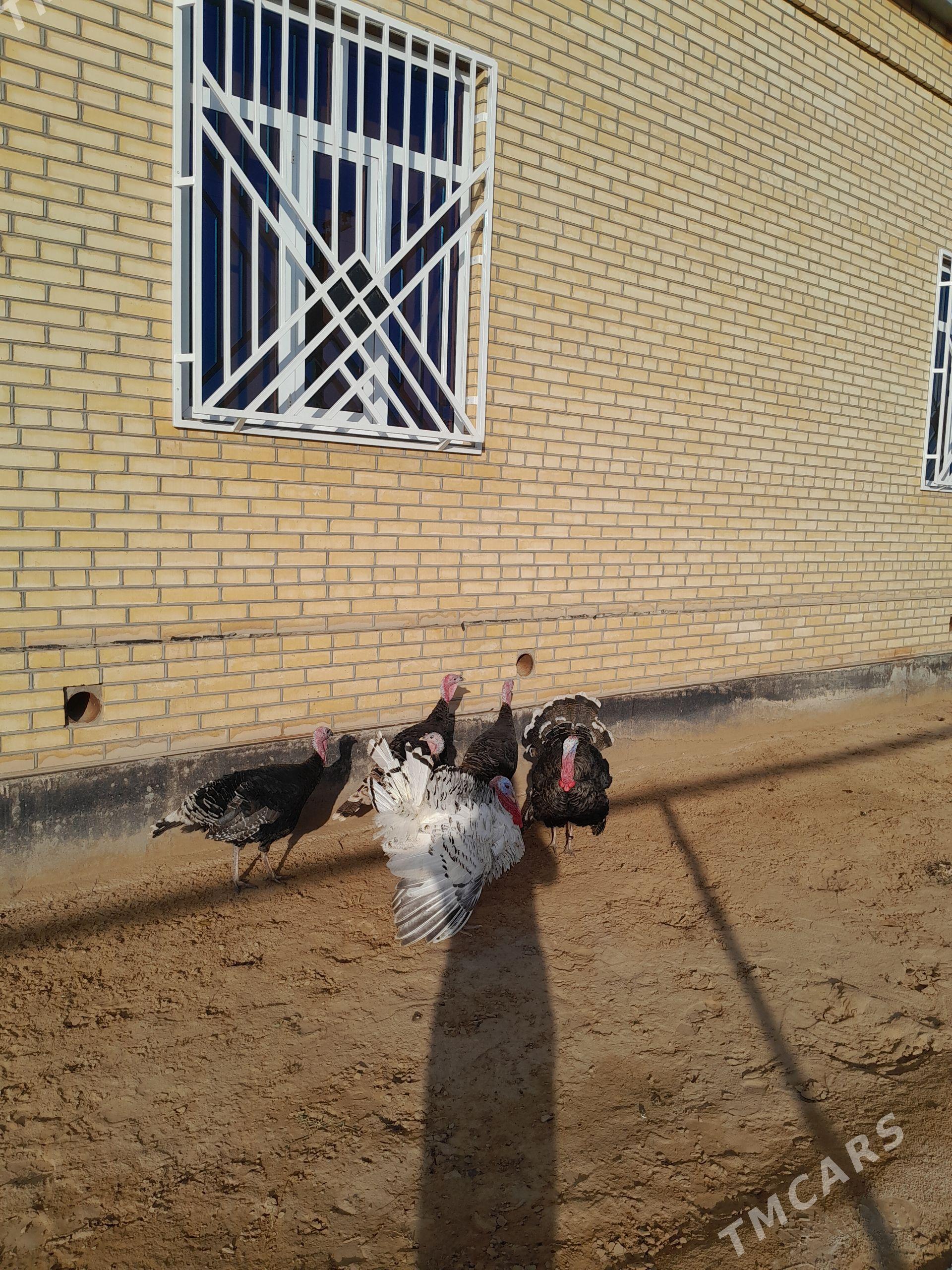 Induk - Мары - img 1