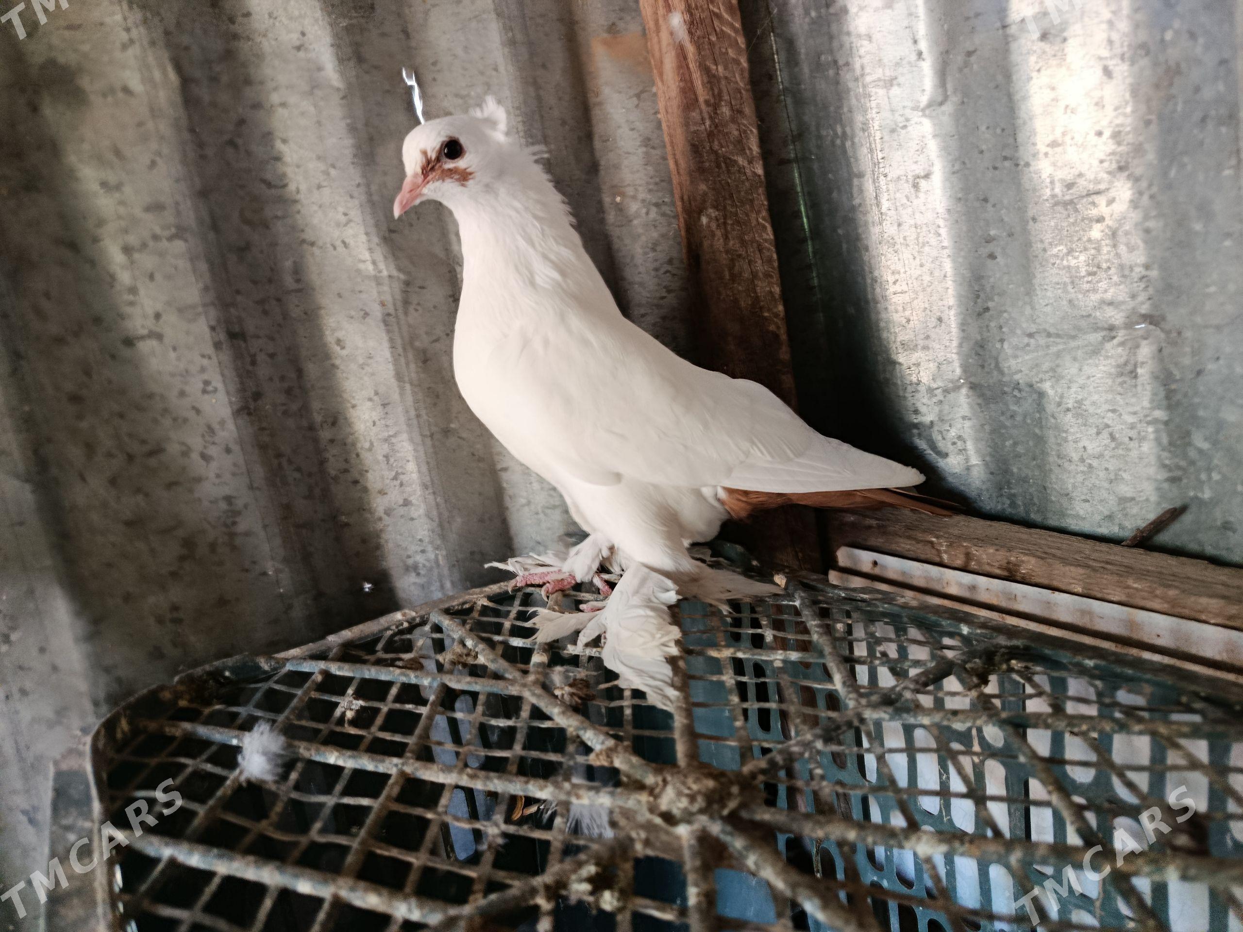 kepder - Туркменабат - img 1