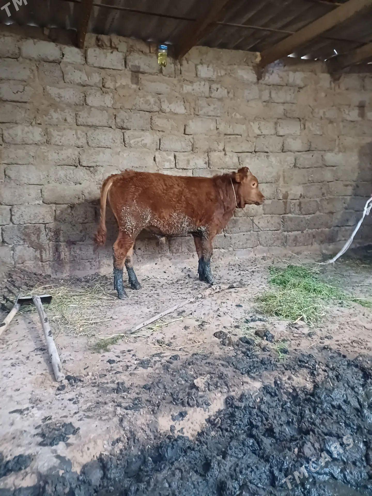 okuz - Büzmeýin - img 1