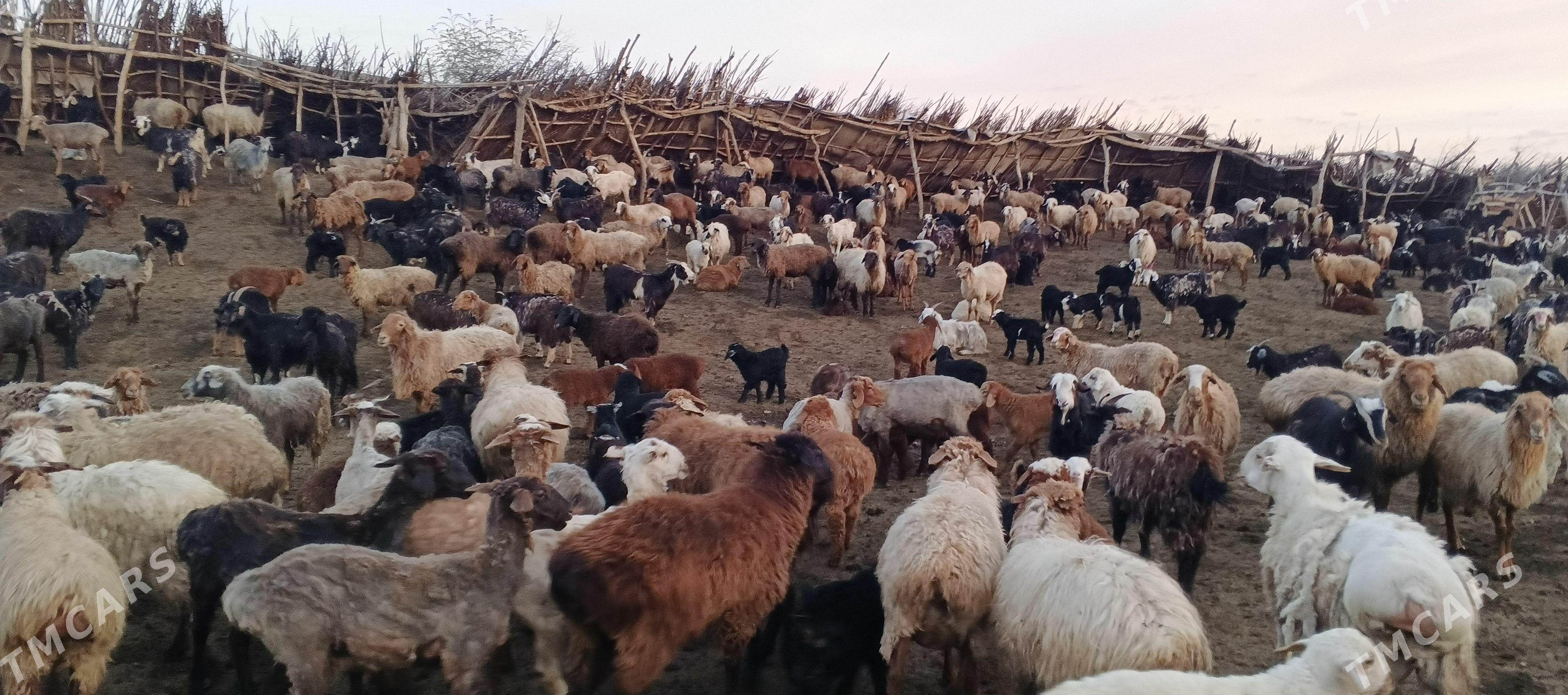 Erkec guzuly goyun geci - Magtymguly - img 1