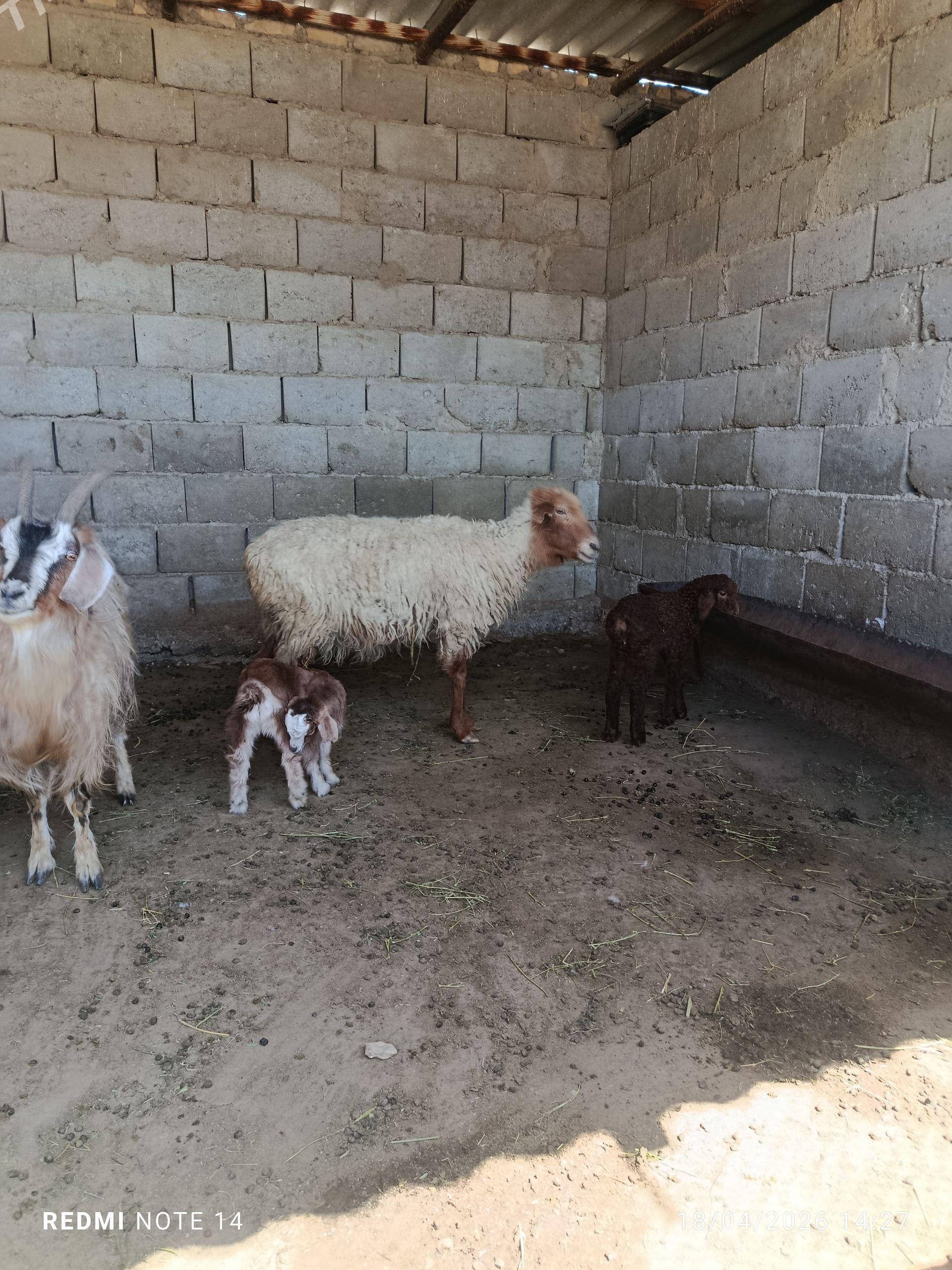 guzuly goyun - Balkanabat - img 1