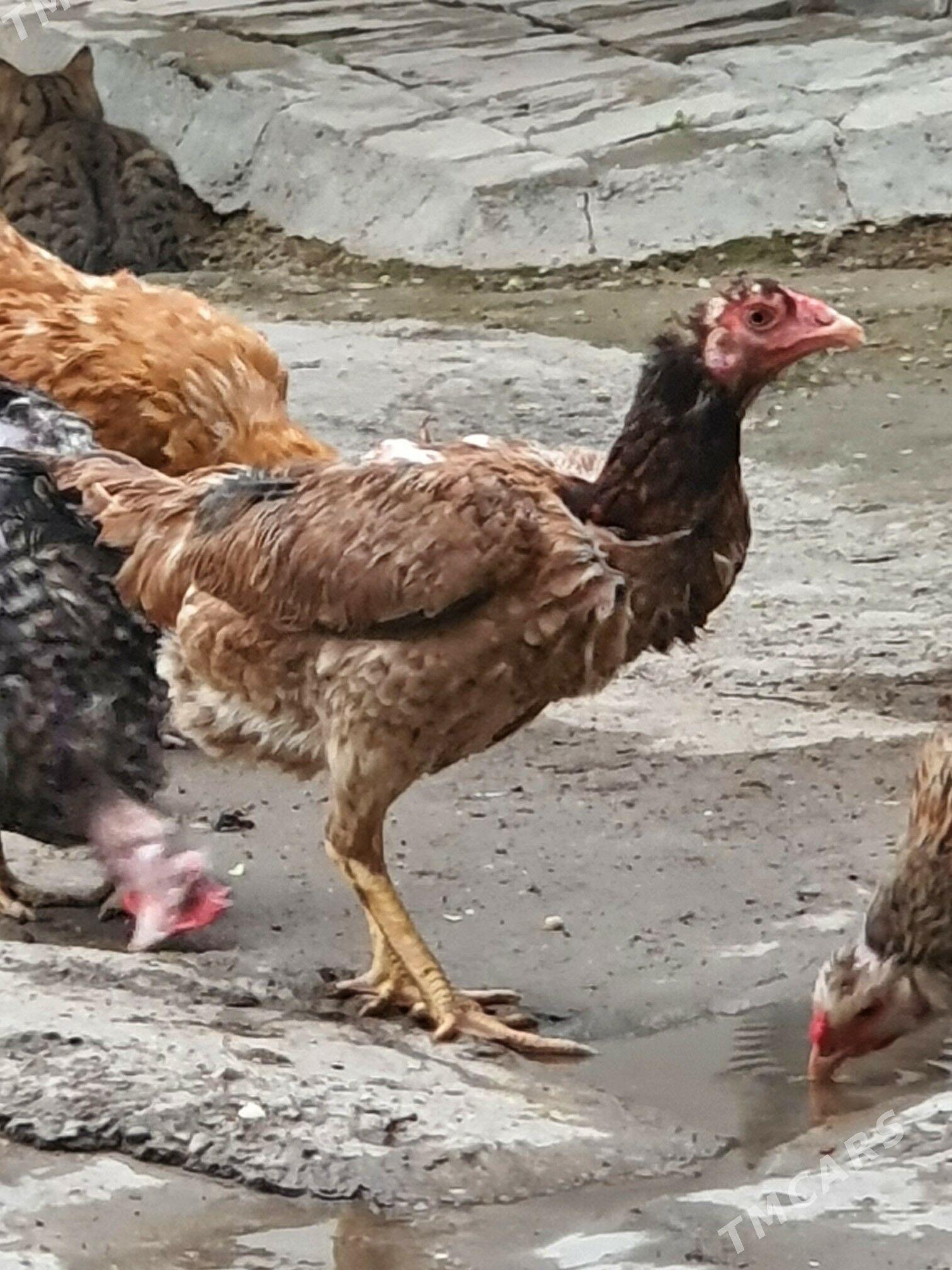 towuk - Aşgabat - img 1