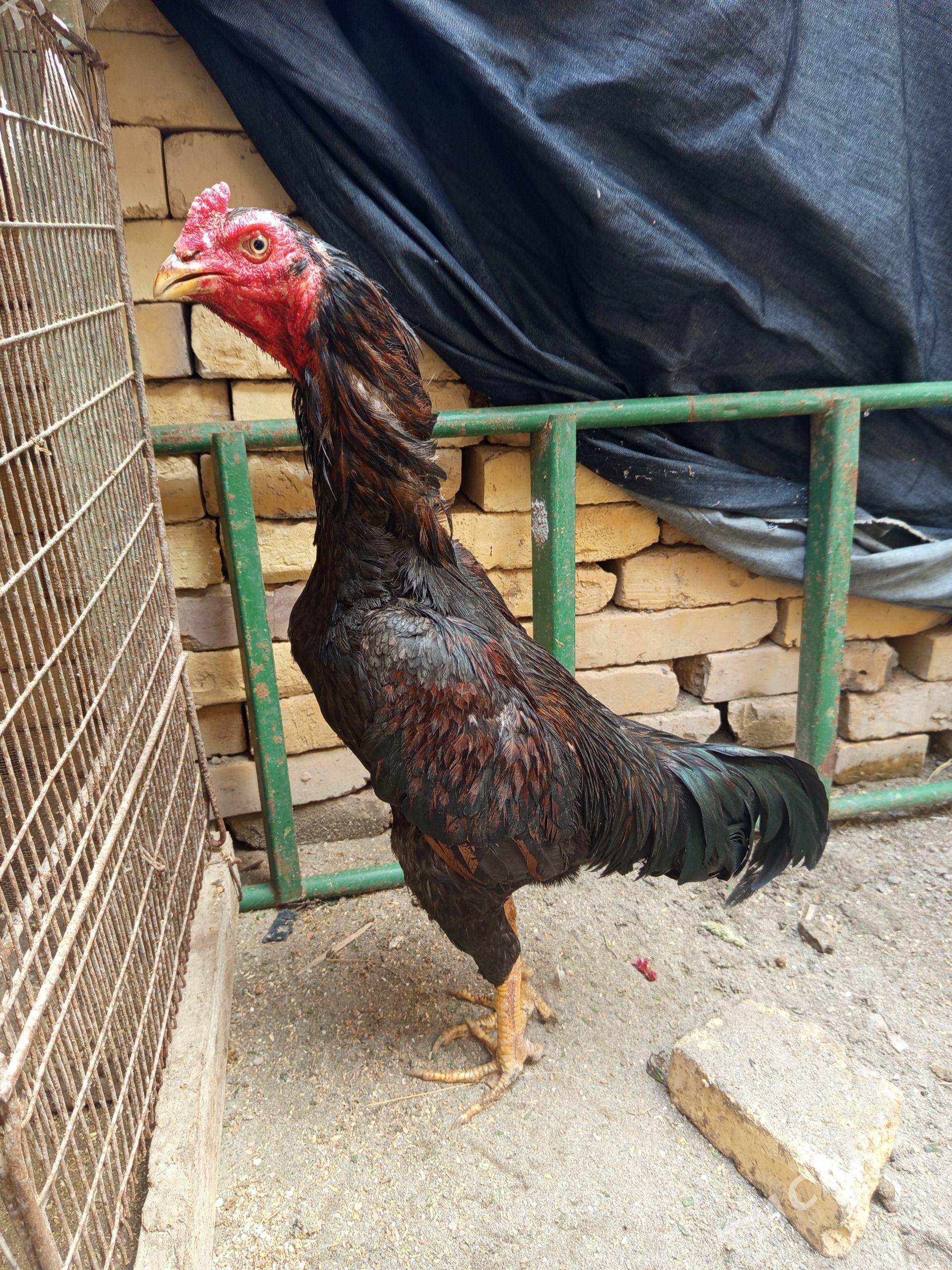 horaz - Саят - img 1