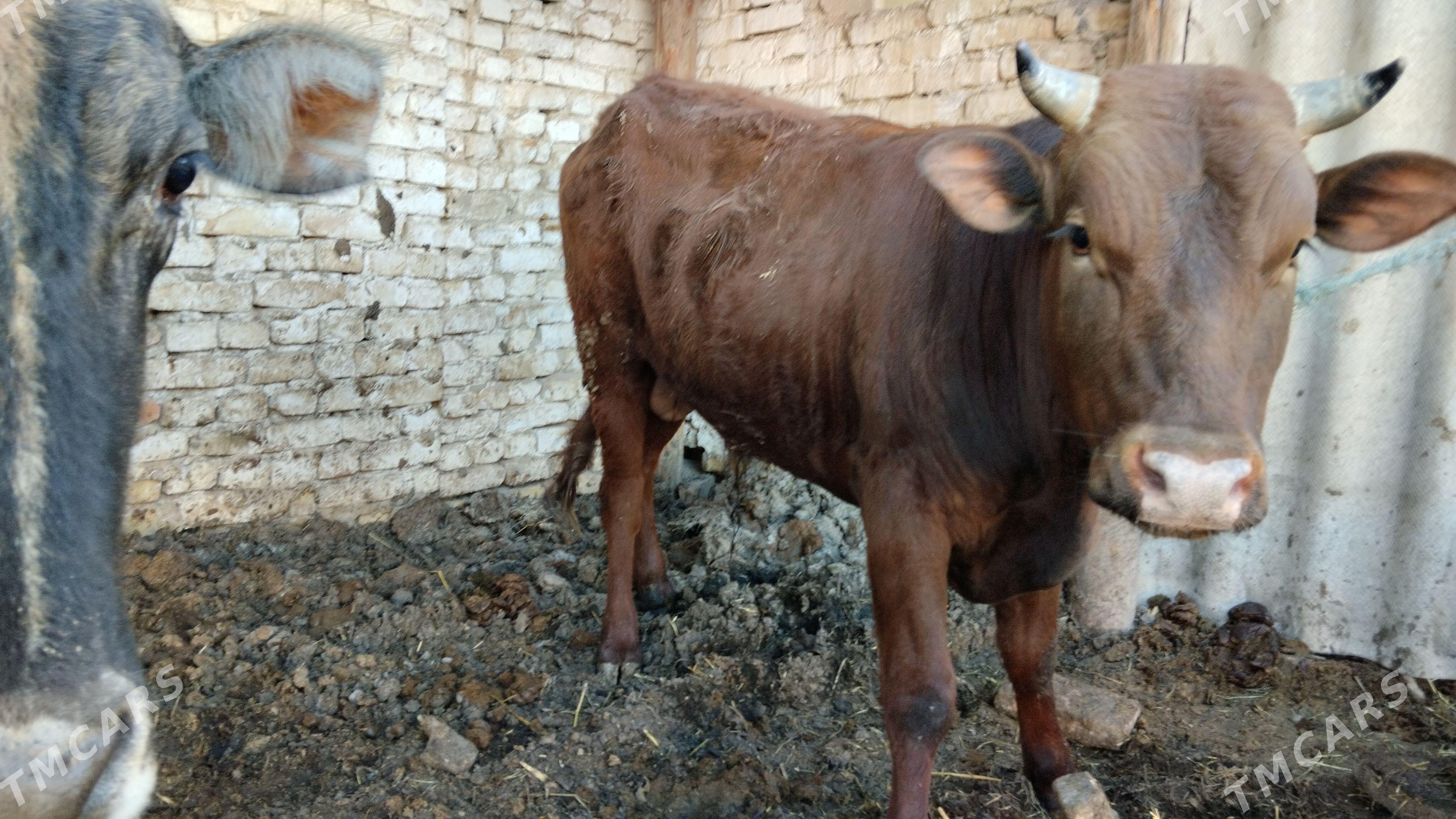 iki öküz - Чарджоу - img 1