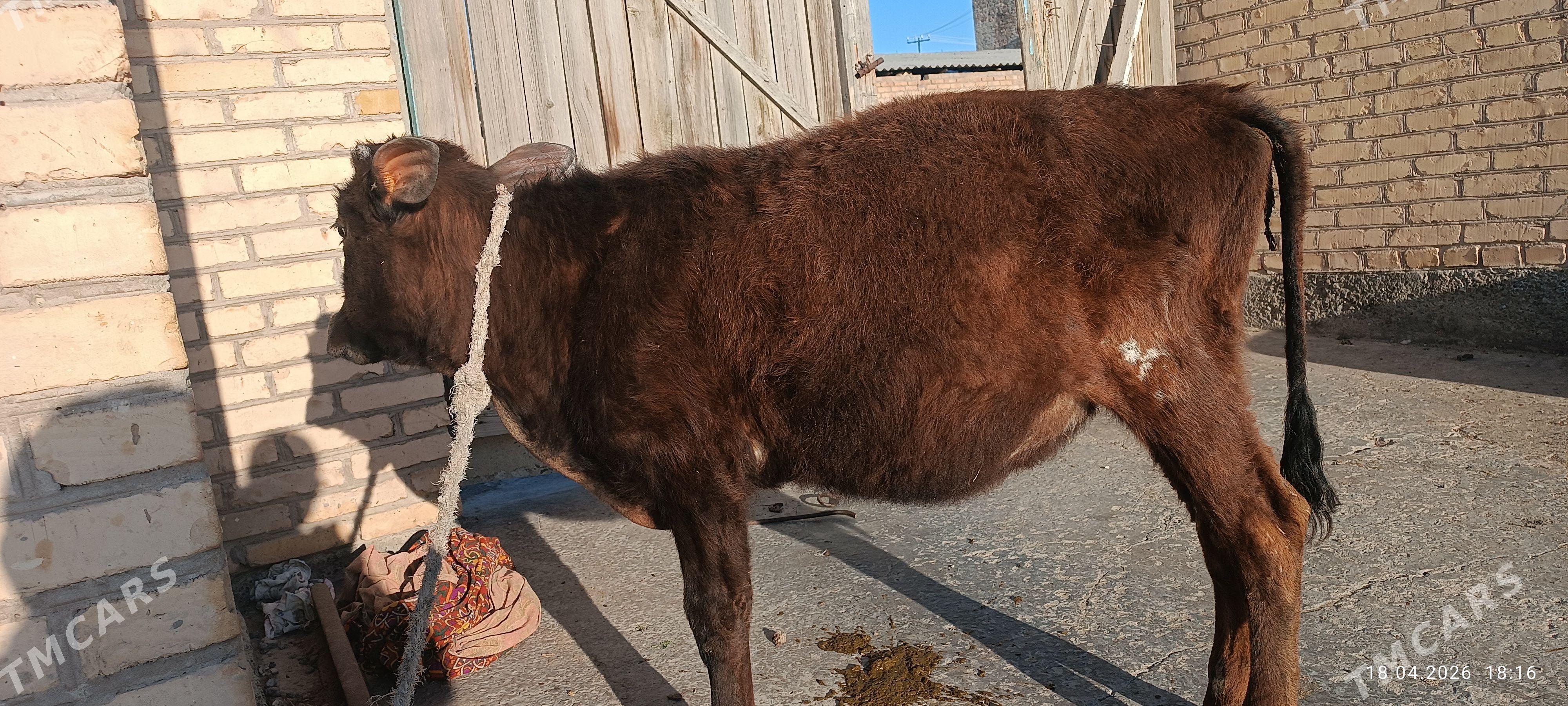 Sagdyn unajyn - Türkmenabat - img 1