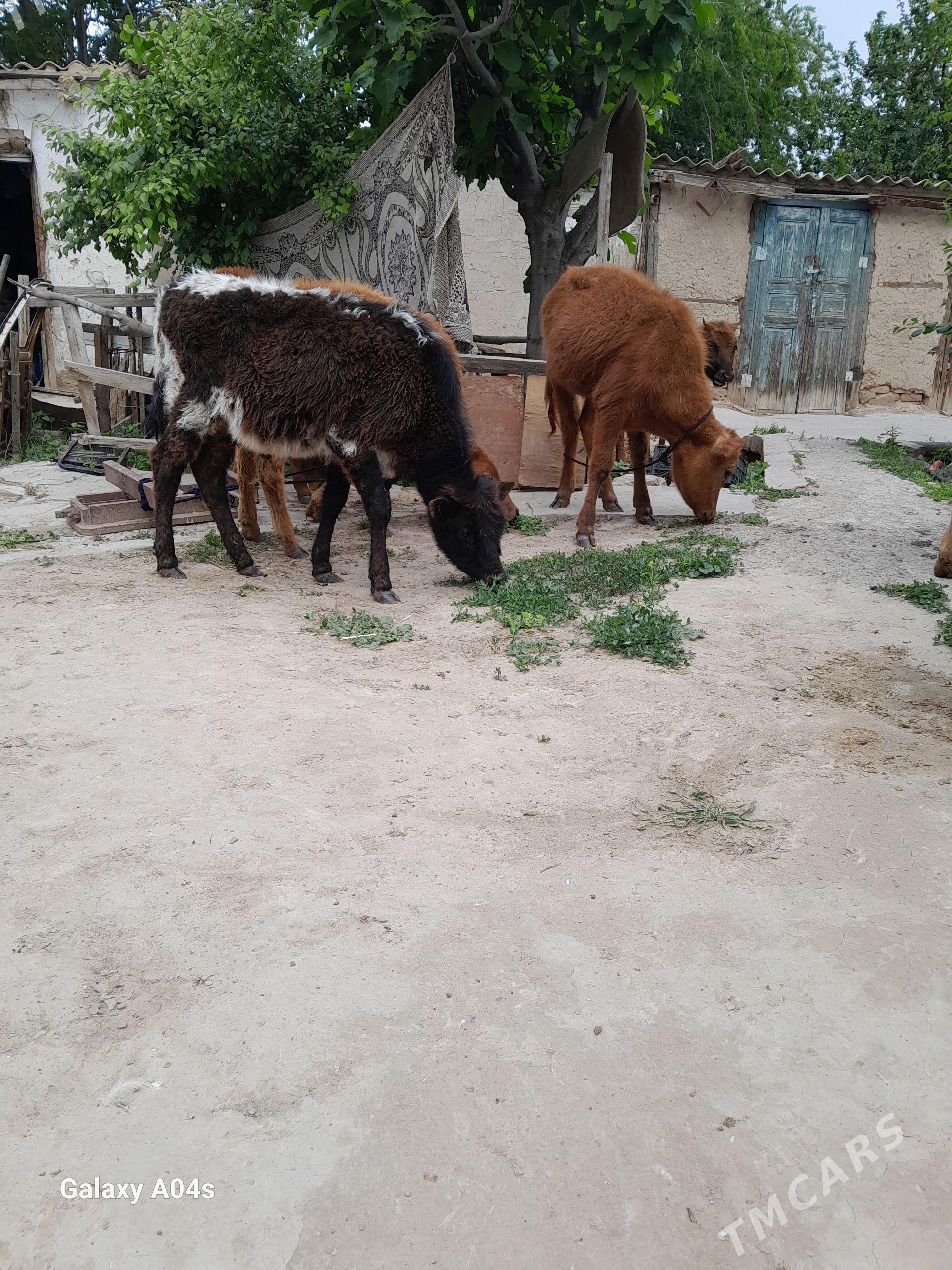 őküz - Кëши - img 1