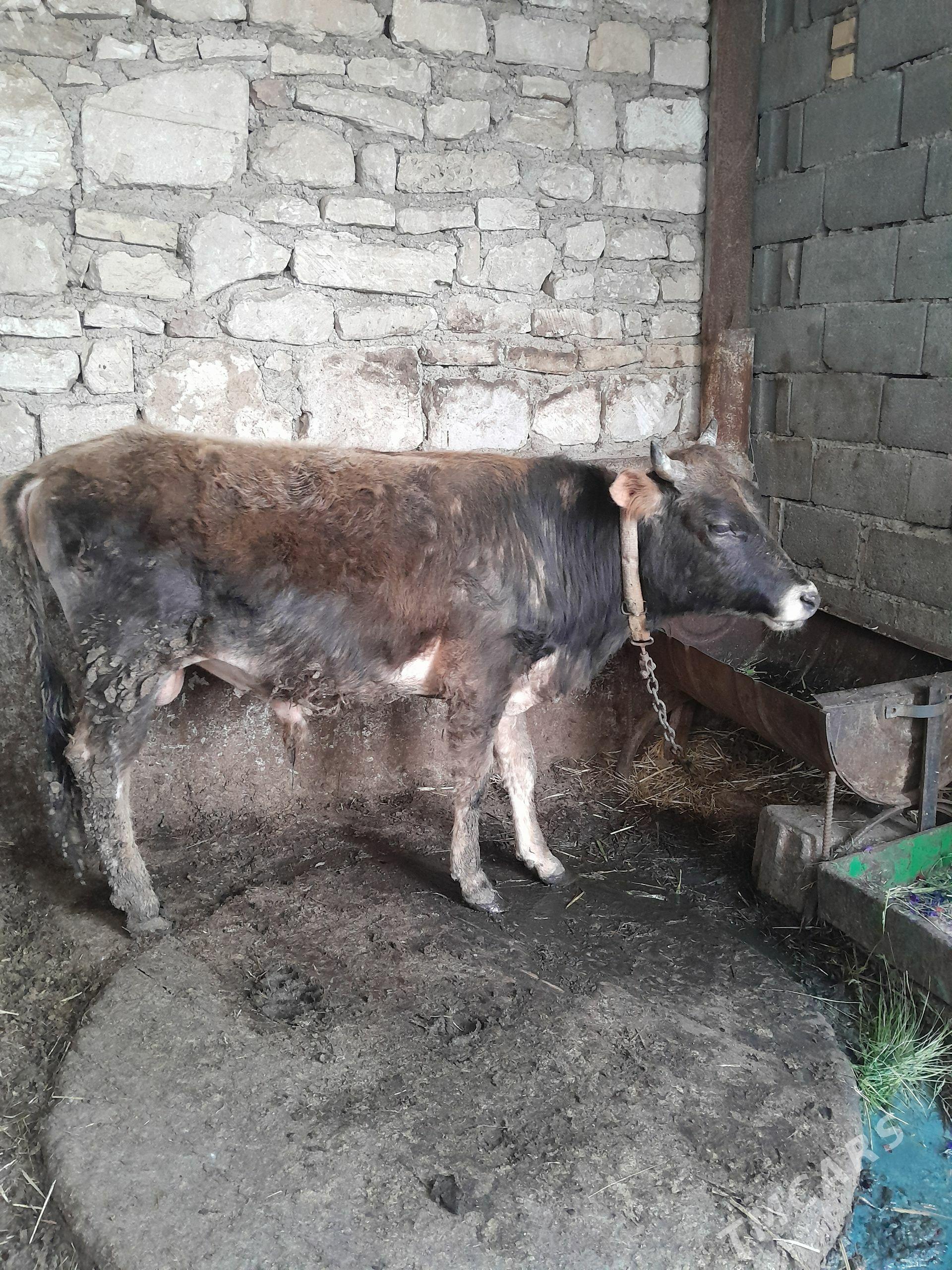 2 Ökūz - Гызыларбат - img 1