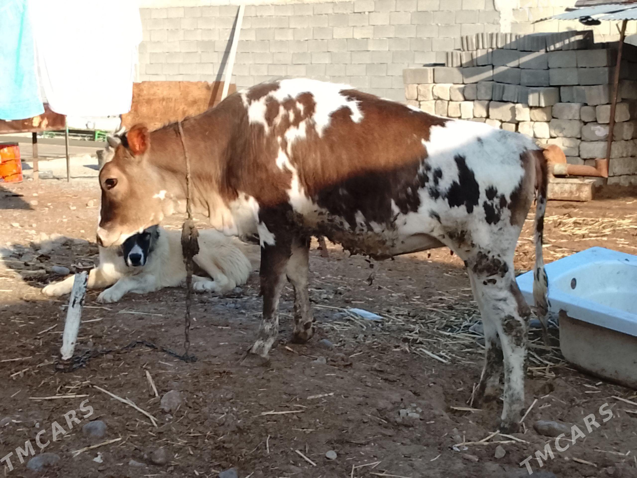 Tüwe - Çoganly - img 1