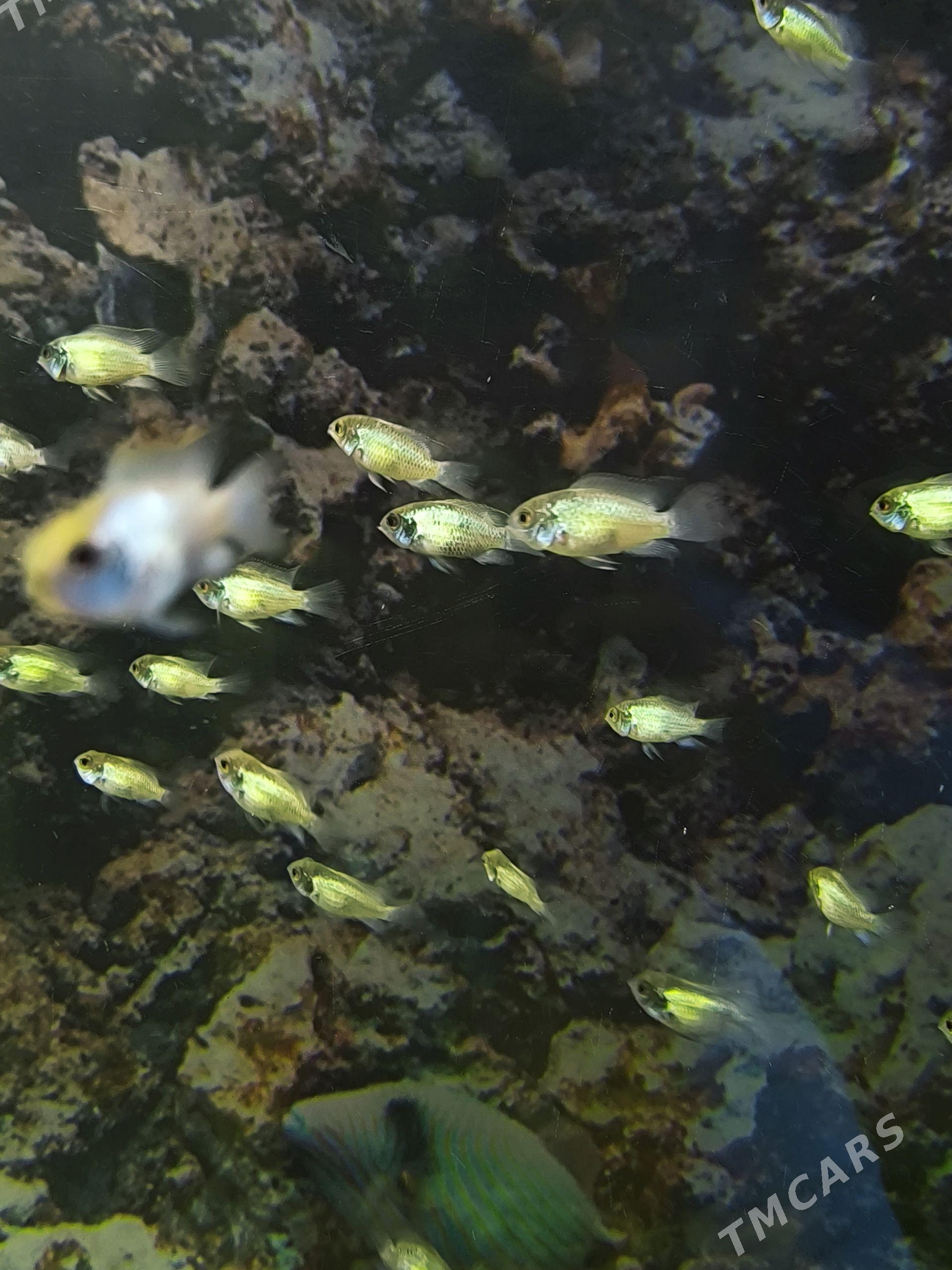 Nanakara neon malek - Podwoýski köç. (Bitarap Türkmenistan şaýoly) - img 1