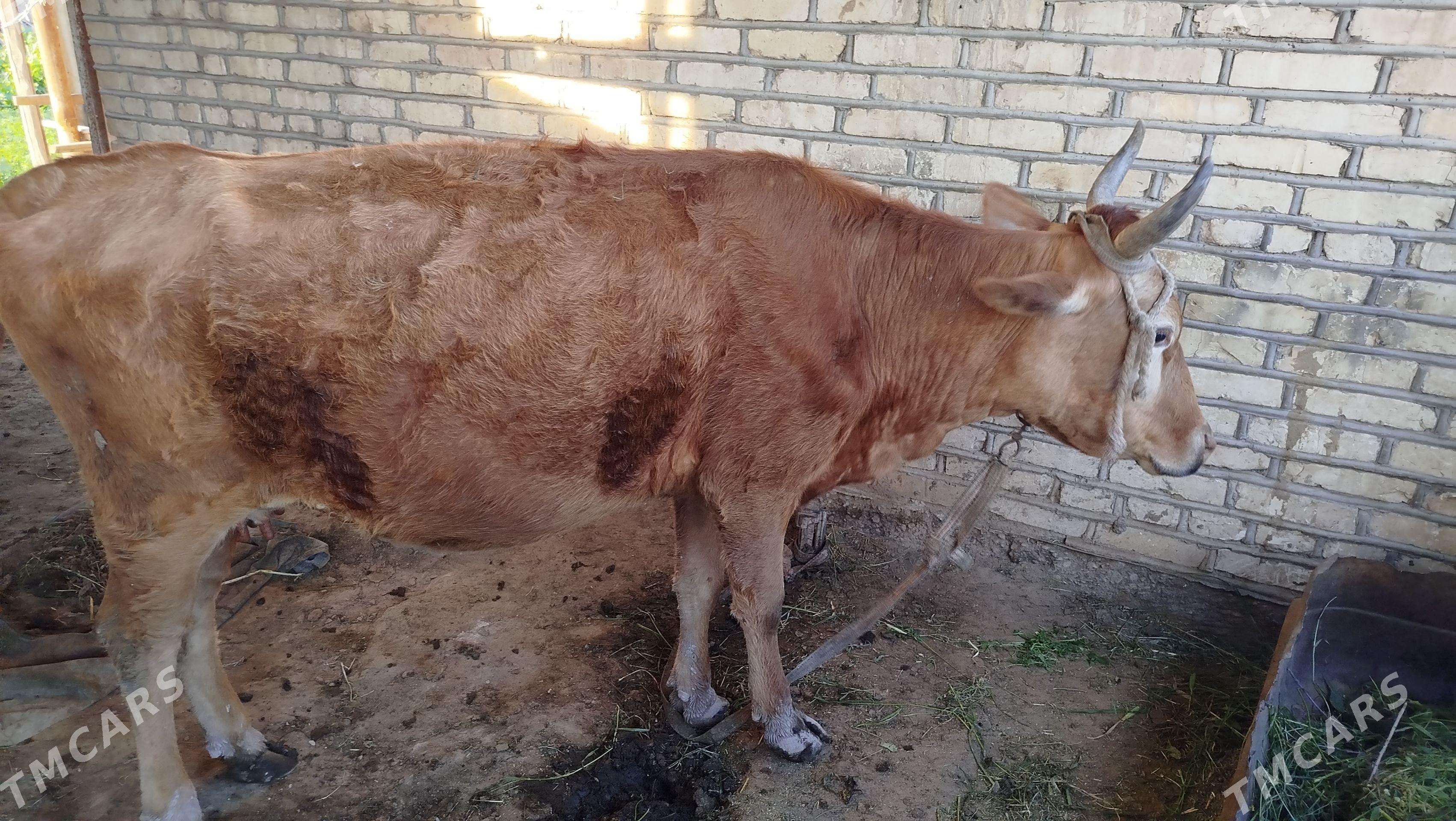 Göleli sygyr - Wekilbazar - img 1