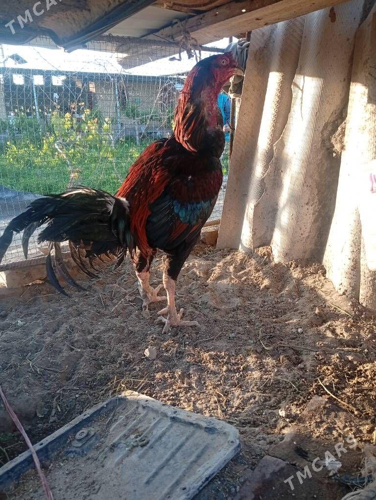 horaz - Saýat - img 1