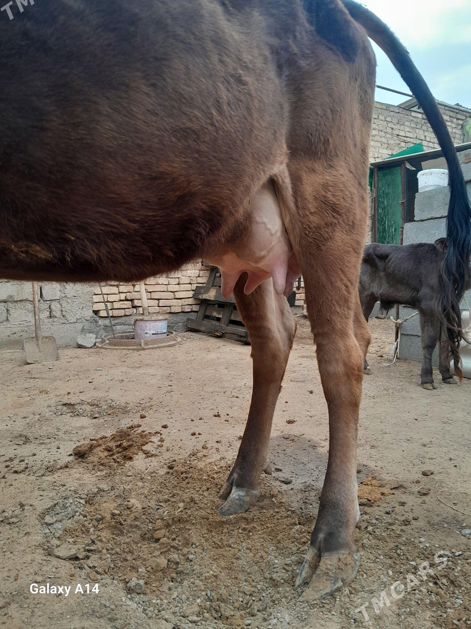 göleli sygyr - Aşgabat - img 1