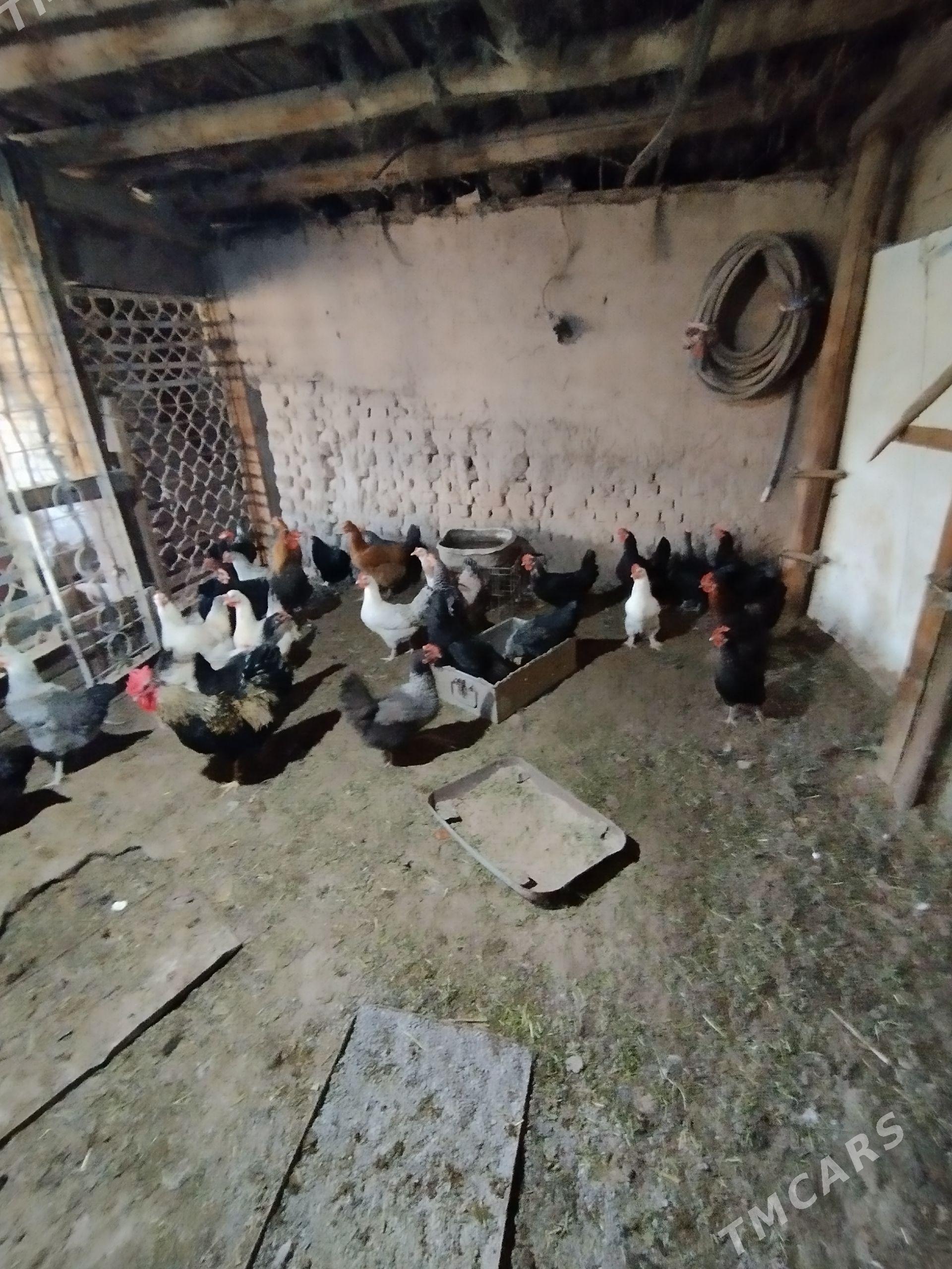 horaz - Чарджоу - img 1