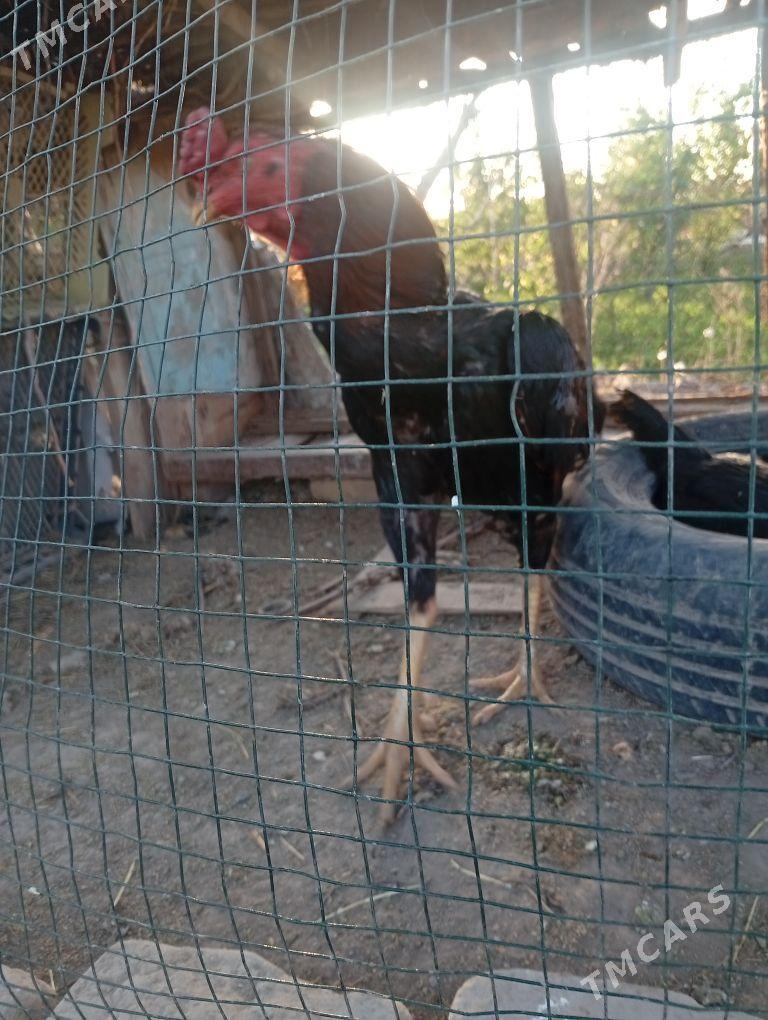 horaz - Саят - img 1