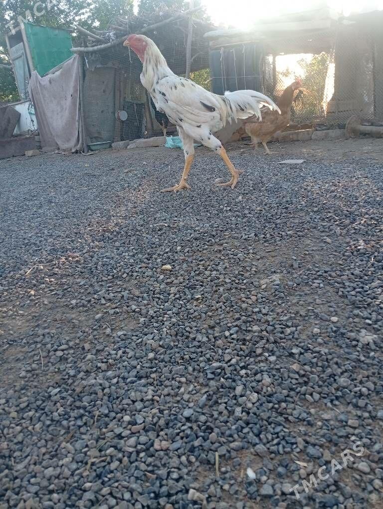 horaz - Саят - img 1