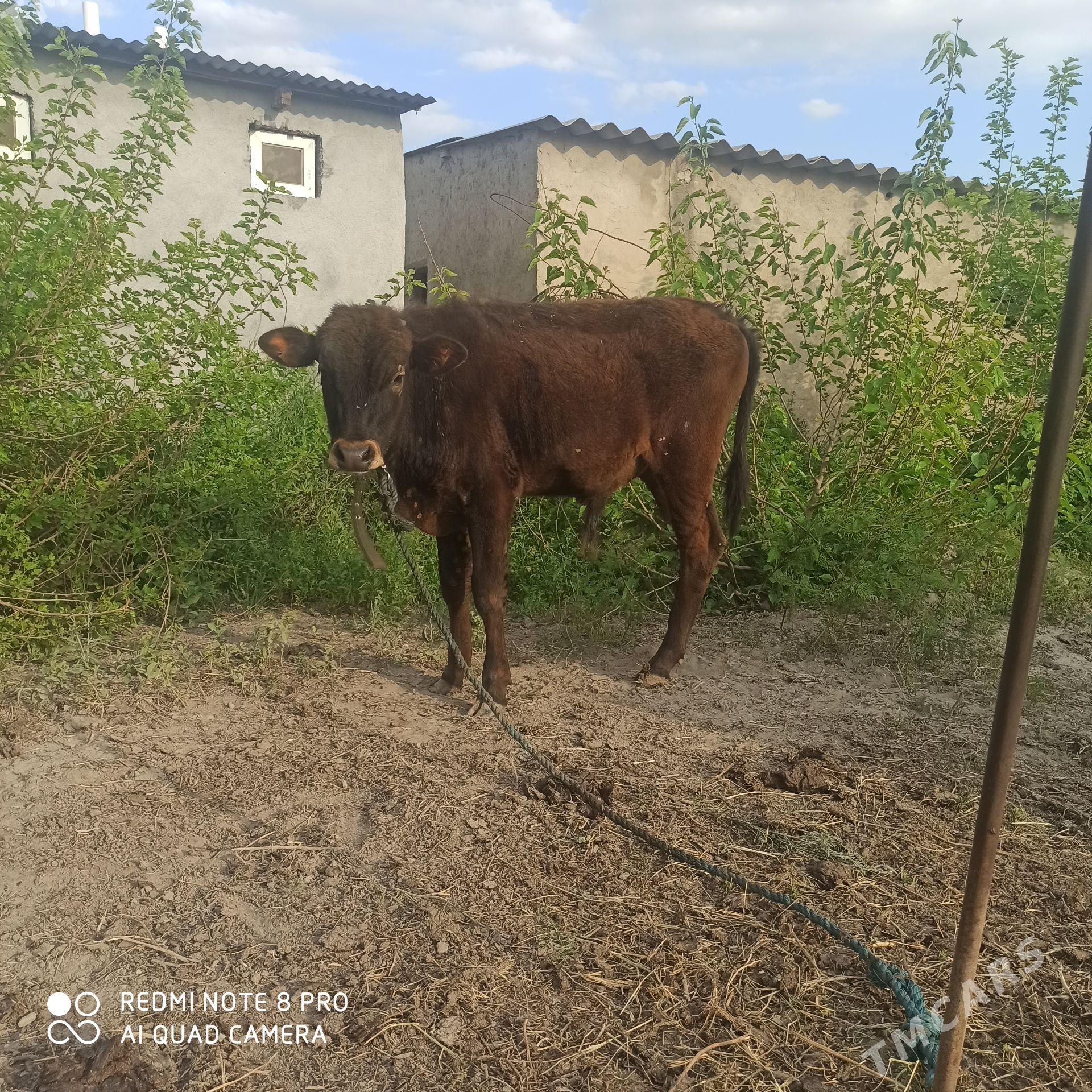 OKUZ - Ашхабад - img 1