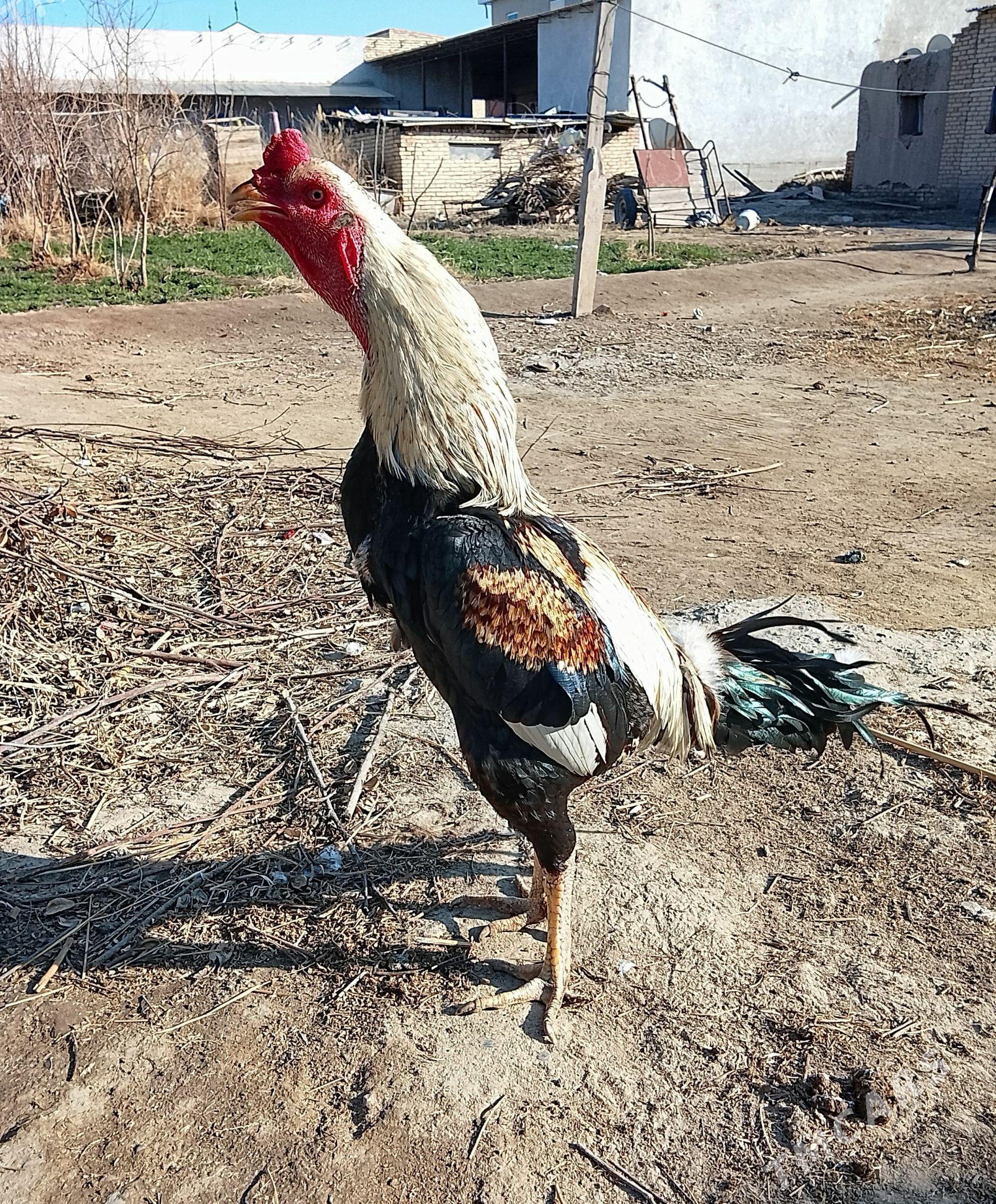 horaz - Dänew - img 1