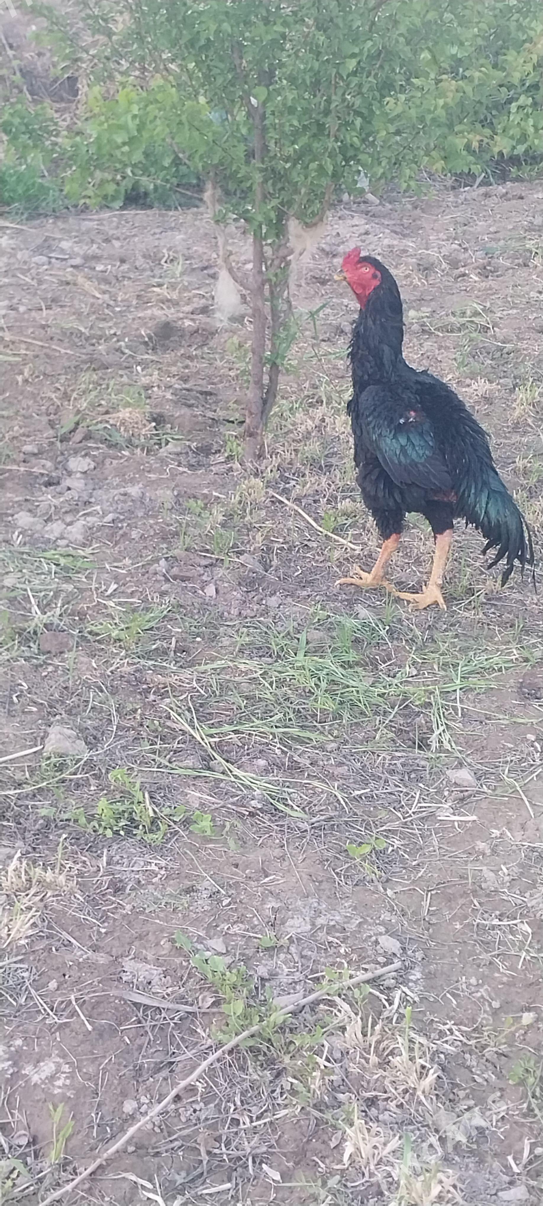 horaz - Дянев - img 1