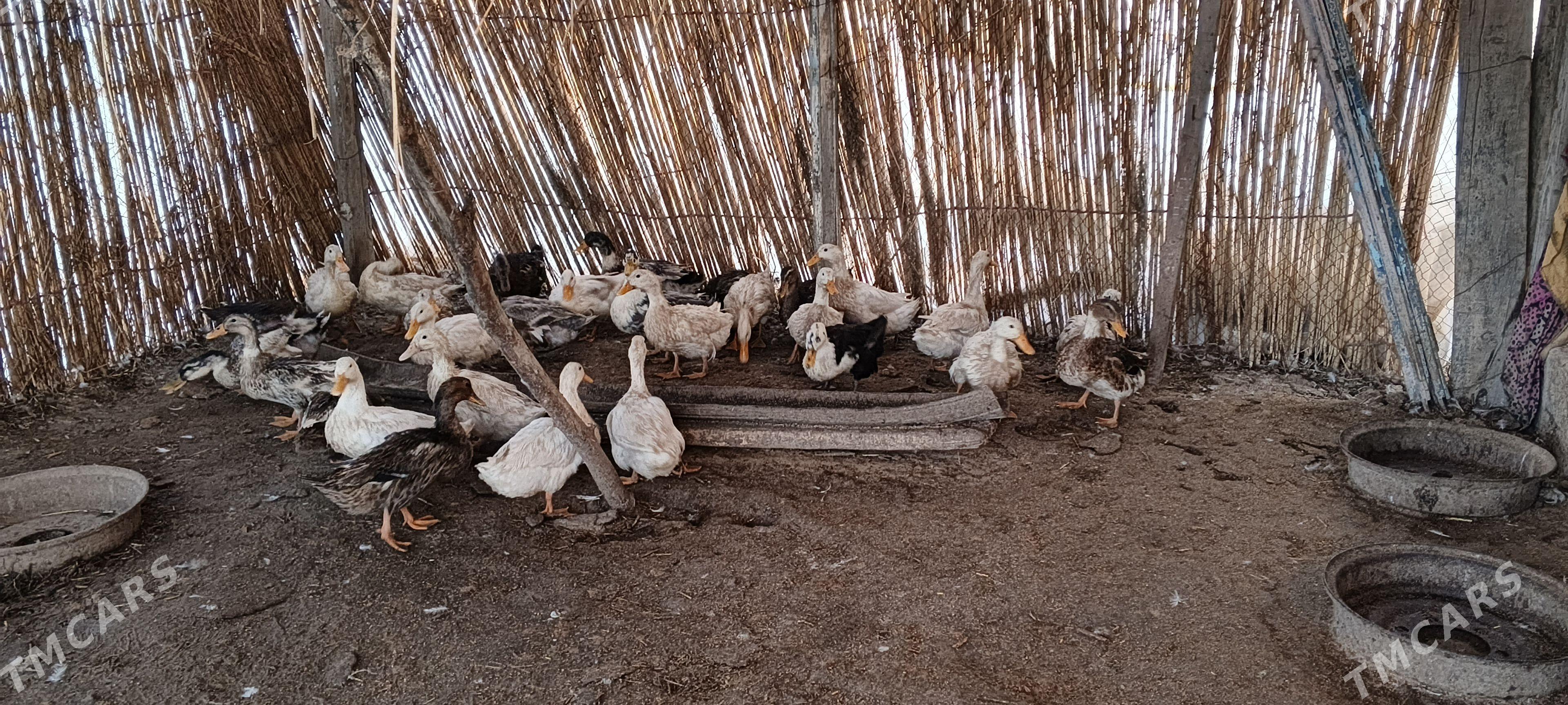 ordek gak gak - Теджен - img 1